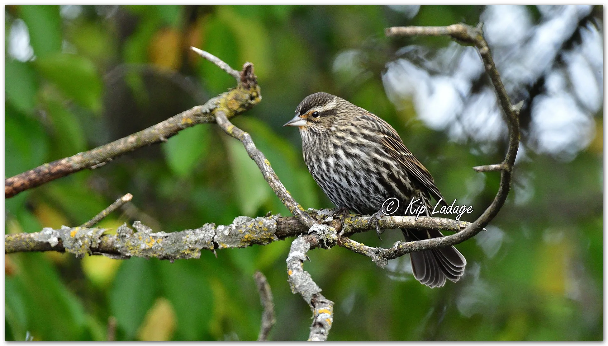 Female Red-winged Blackbird - Image 1168071