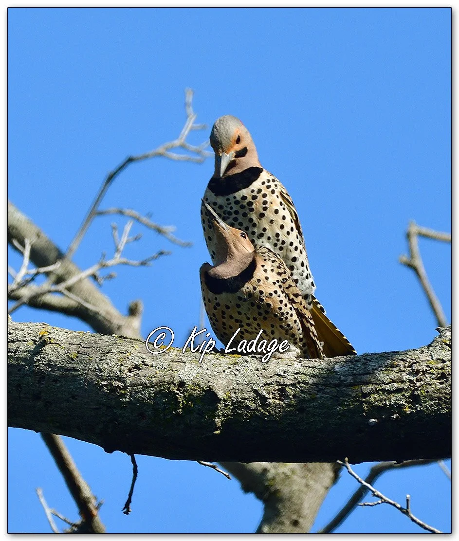 Mating Northern Flickers - Image 100197