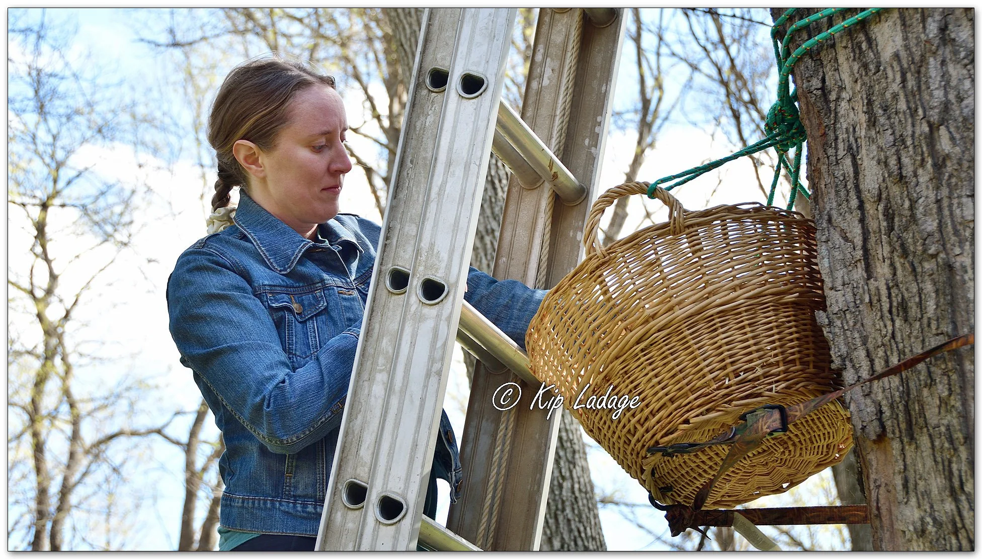 Placing Owlet in Artificial Owl Nest - Image 1090782