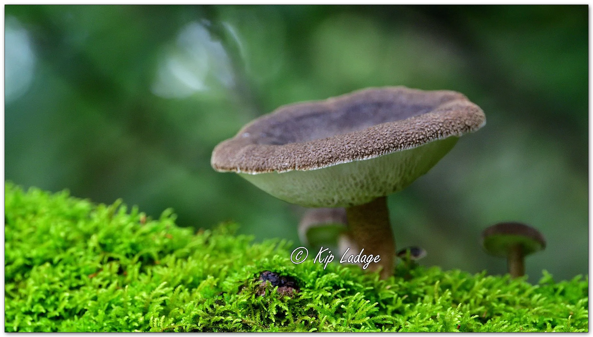 Winter Polypore - Image 1154025