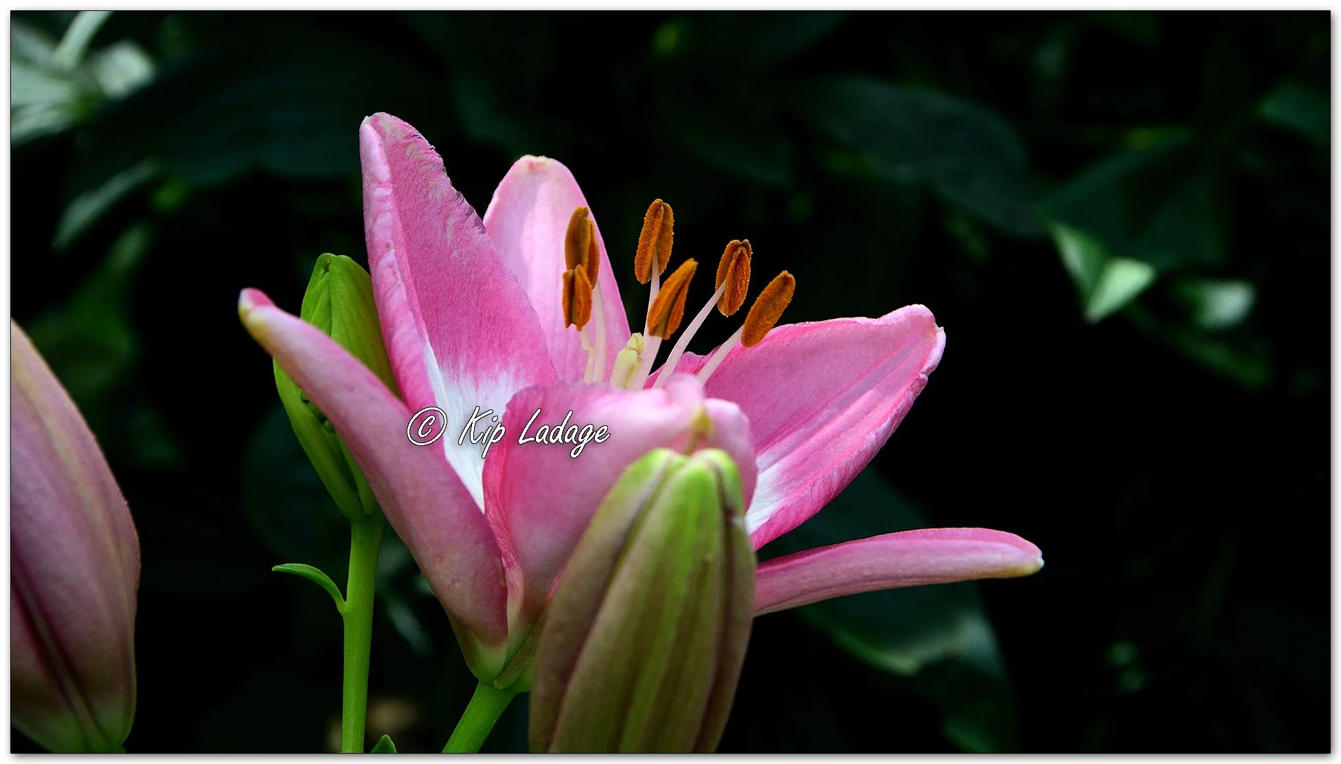 Lilium Hybrid - Image 1113548