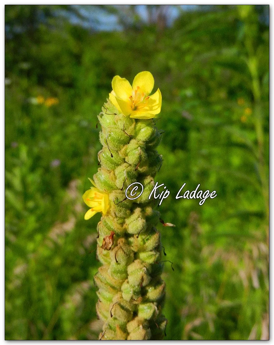 Common Mullein - Image 1124660