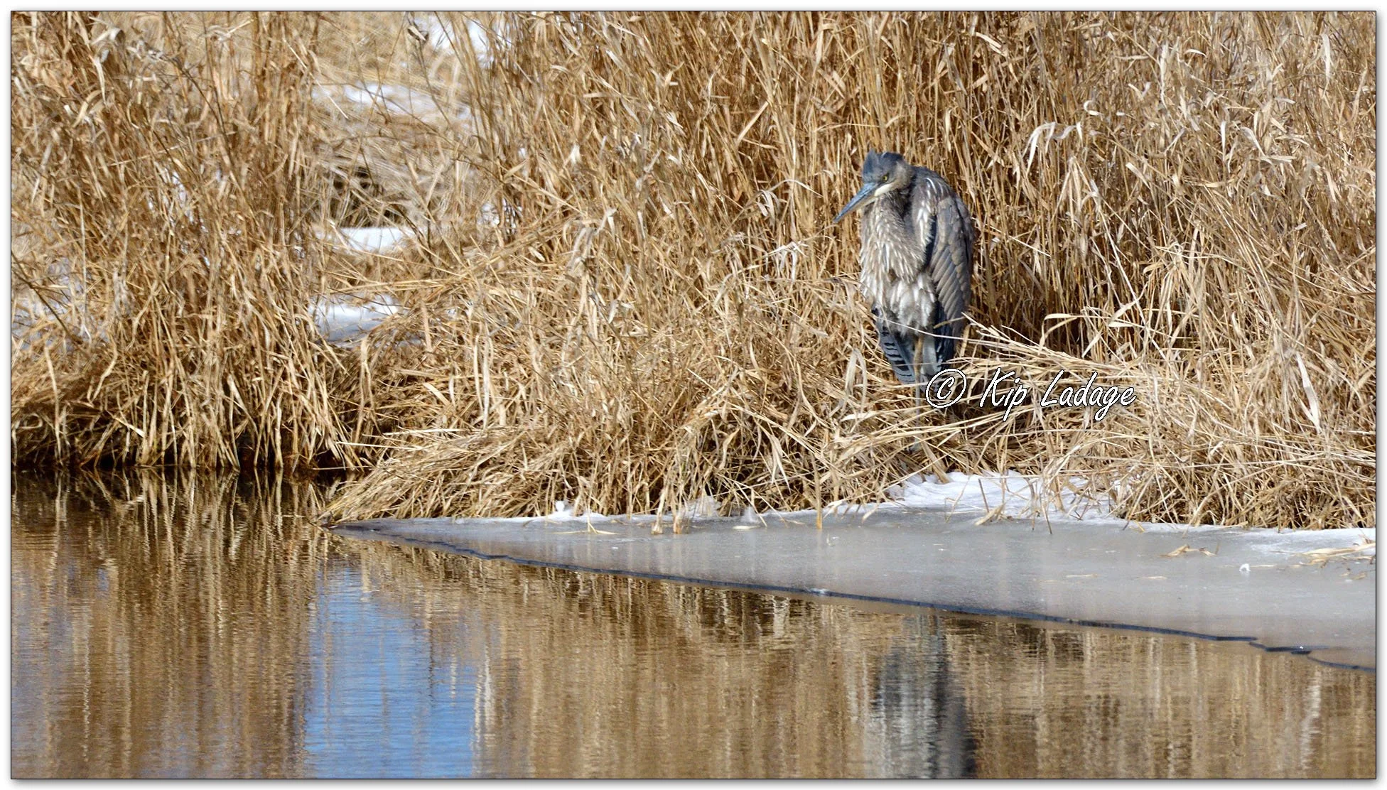 Great Blue Heron - Image 1054307