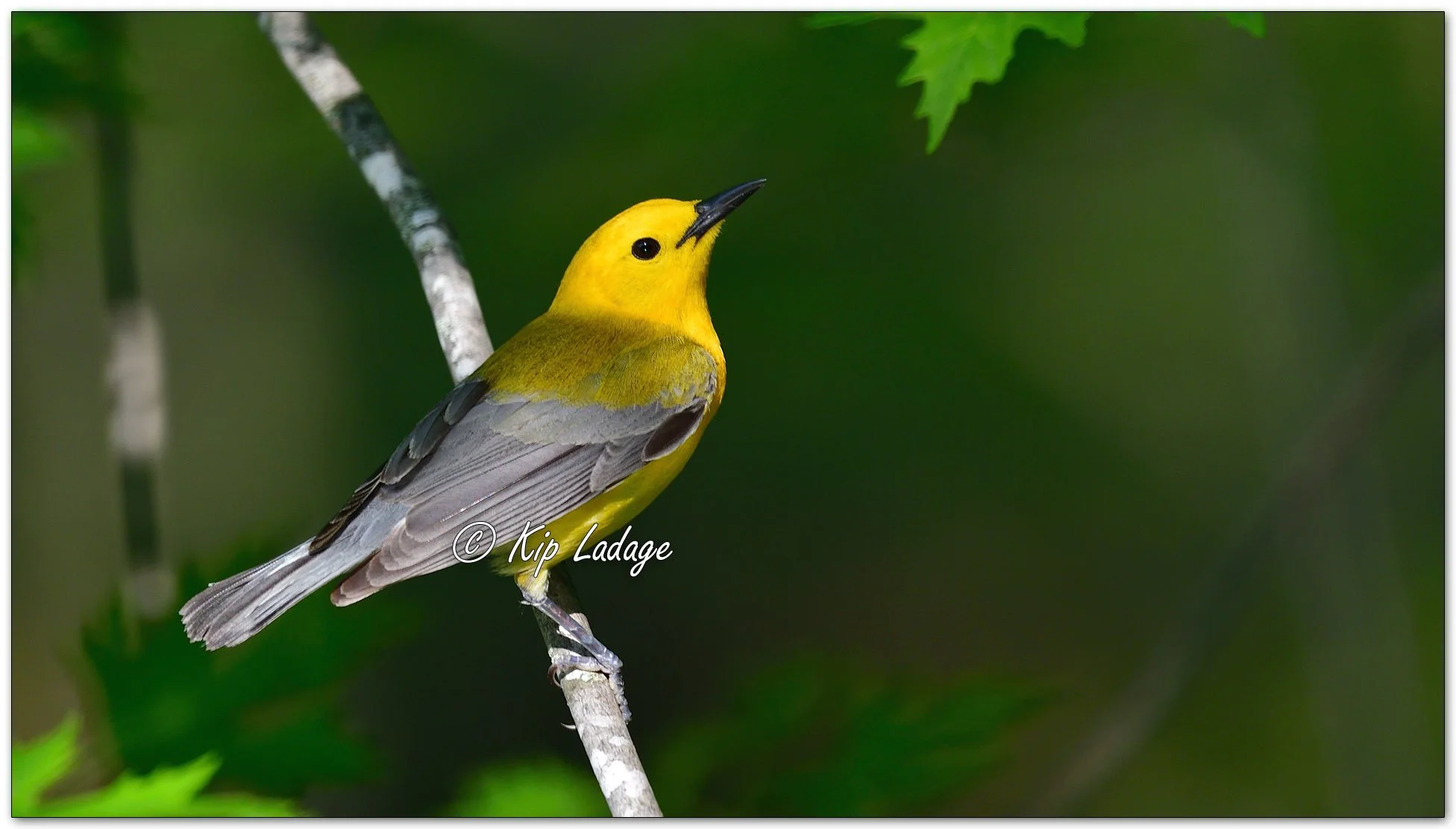 Prothonotary Warbler - Image 985138