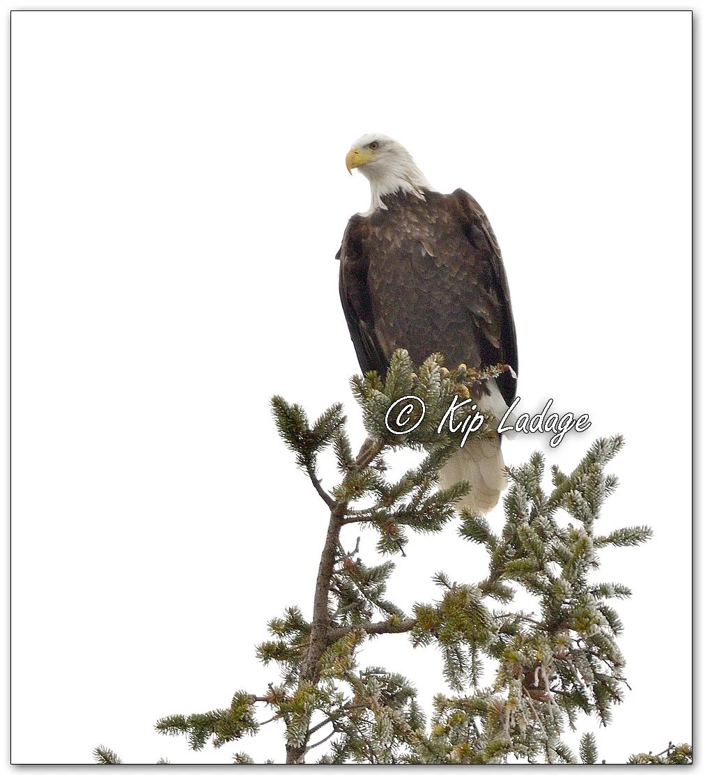 Adult Bald Eagle - Image 1054548