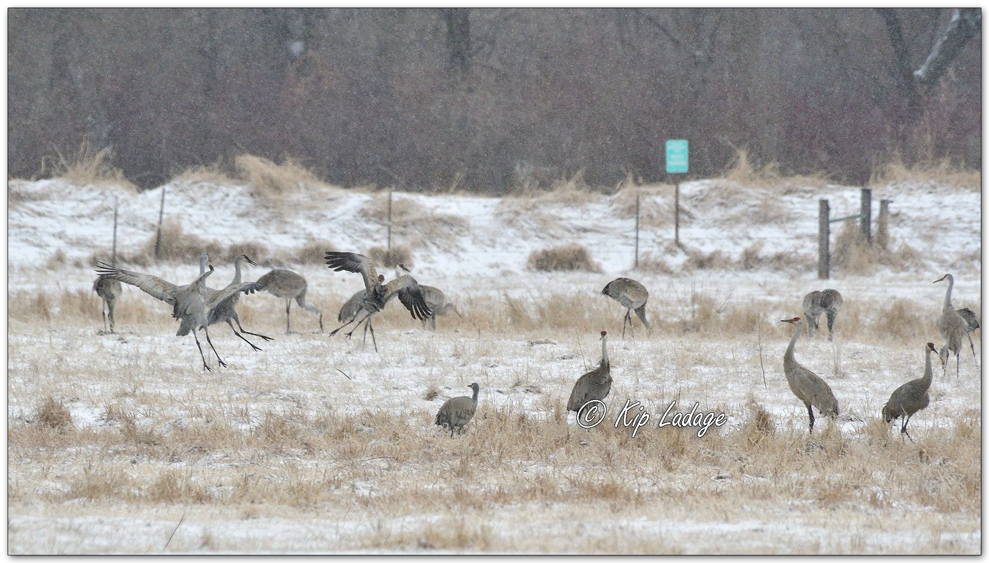 Sandhill Cranes in Snow - Image 1073289