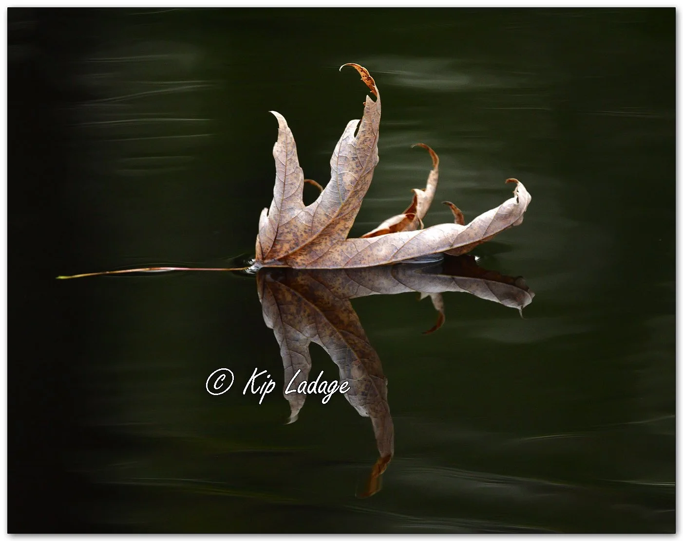 Autumn Maple Leaf on Water - Image 1167805