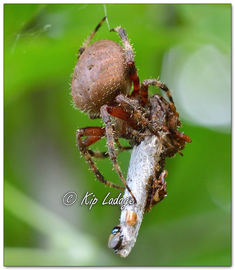 Spotted Orbweaver - Image 1143289