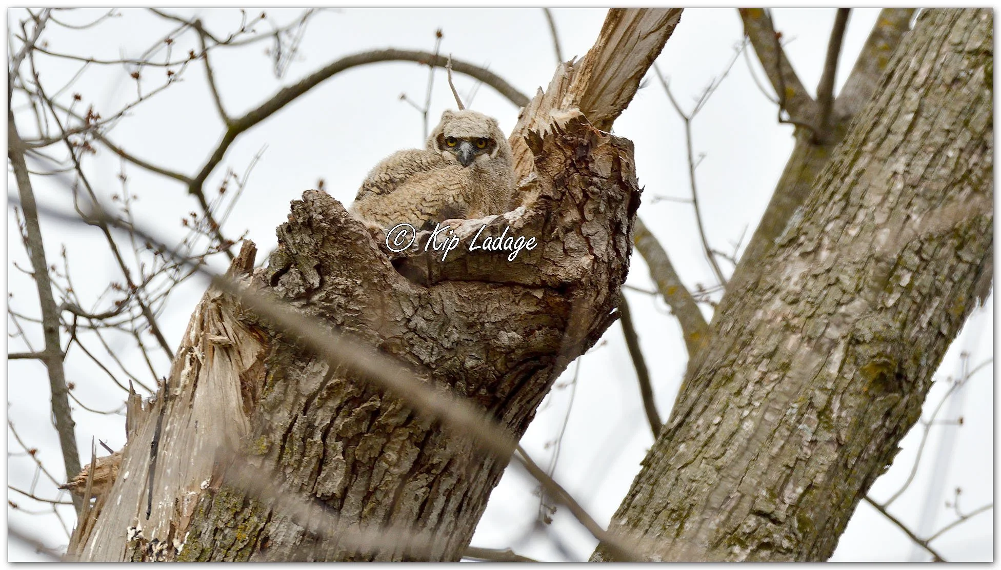 Great Horned Owl - Image 1082361