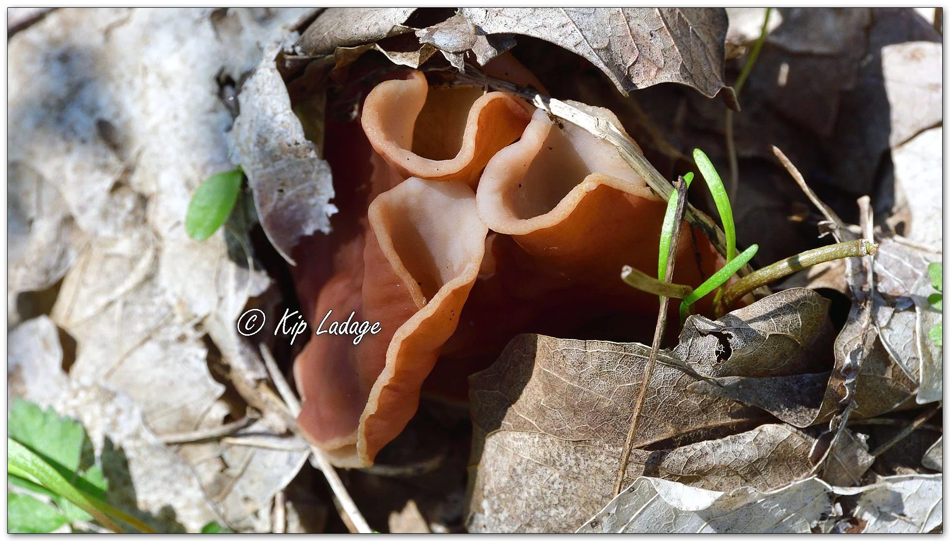 Discina Brunnea (Pig's Ear Fungus) - Image 1089207