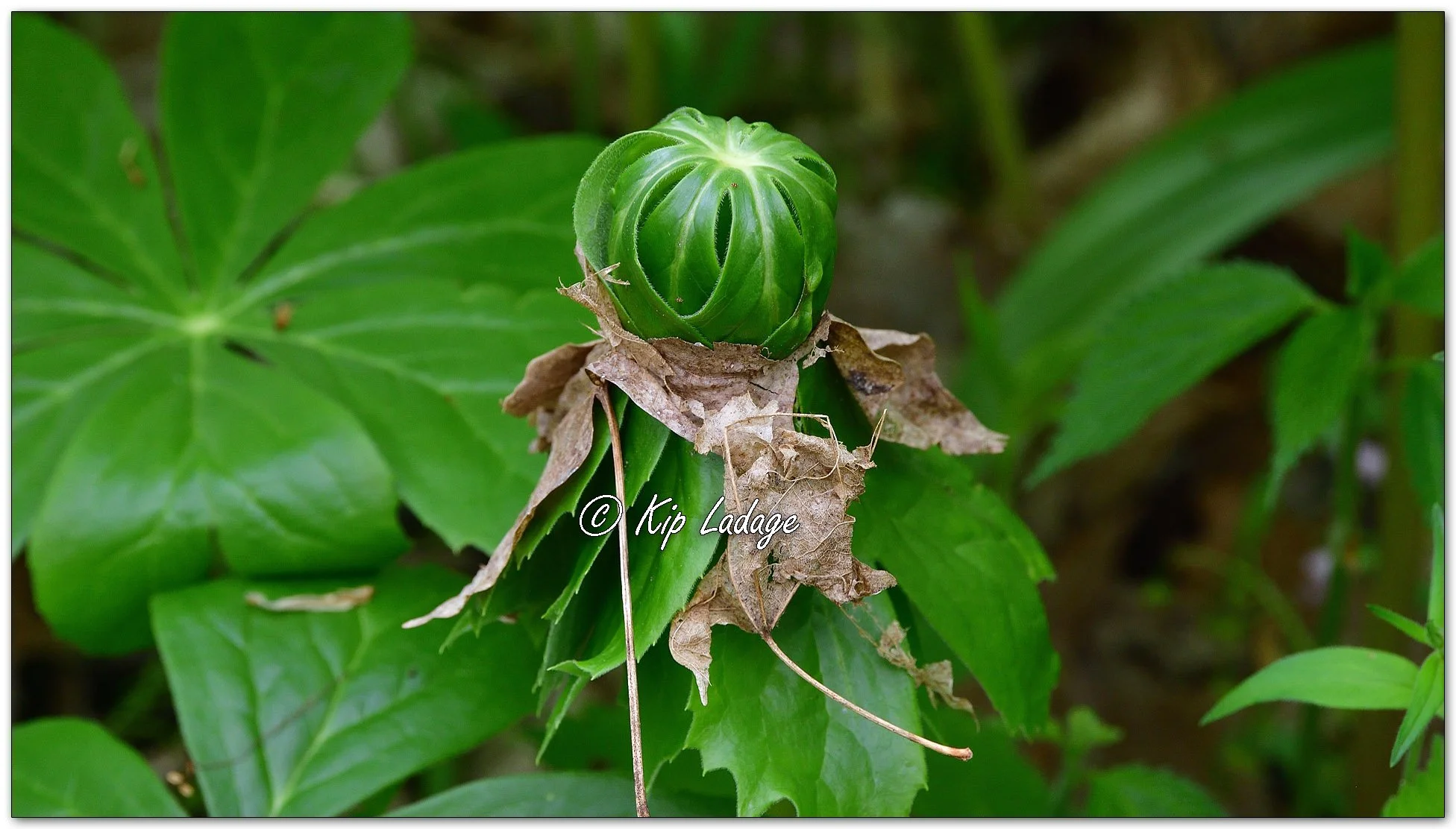 Autumn Leaf vs Mayapple - Image 1091310