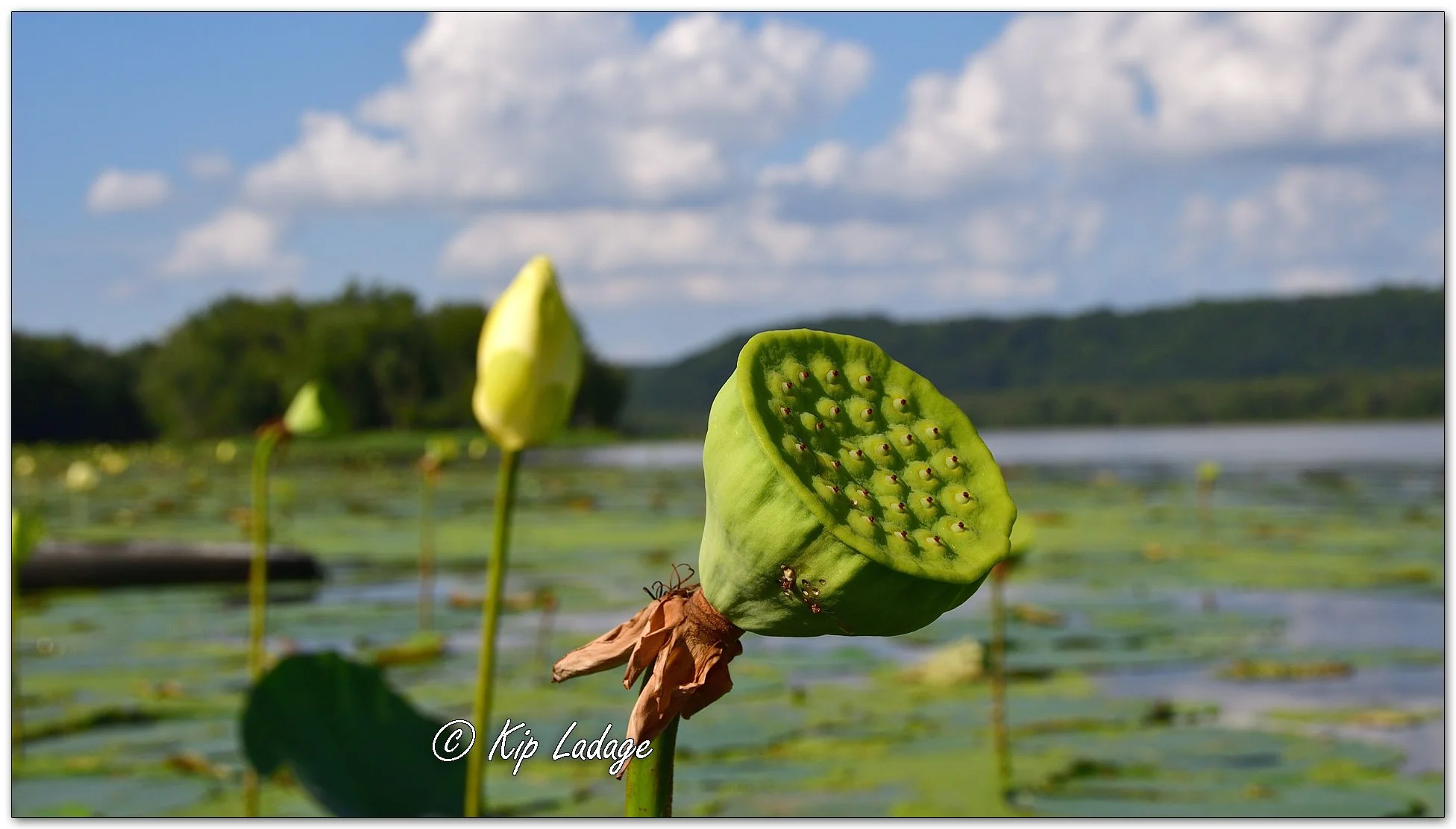 American Lotus - Image 1137938