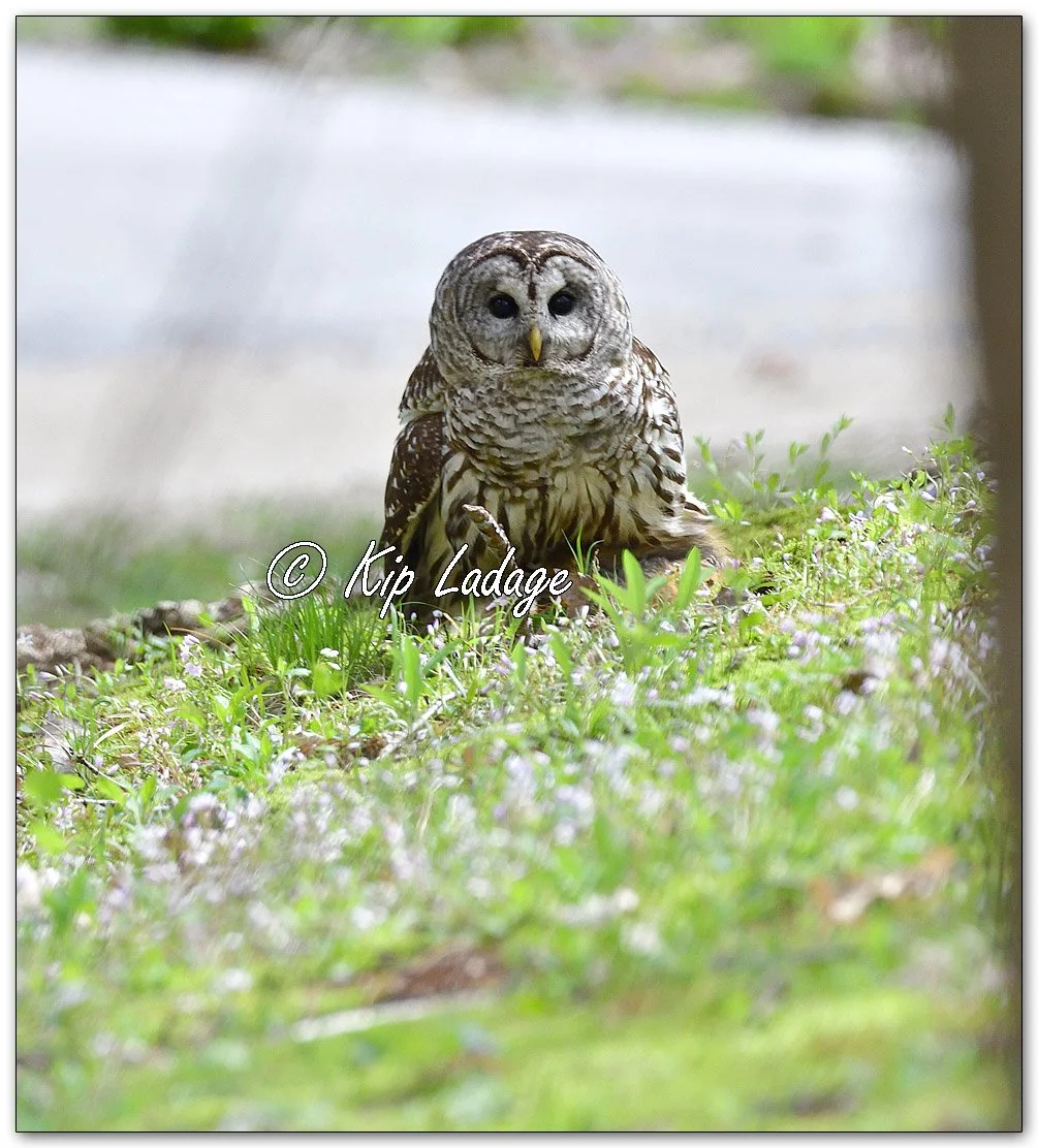 Adult Barred Owl with Young Squirrel - Image 10904833