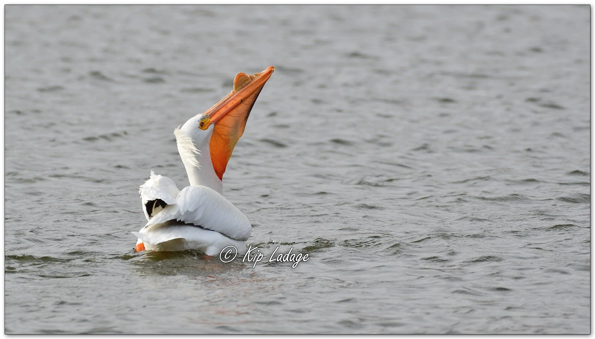 American White Pelican - Image 1081964 (fish in pouch)