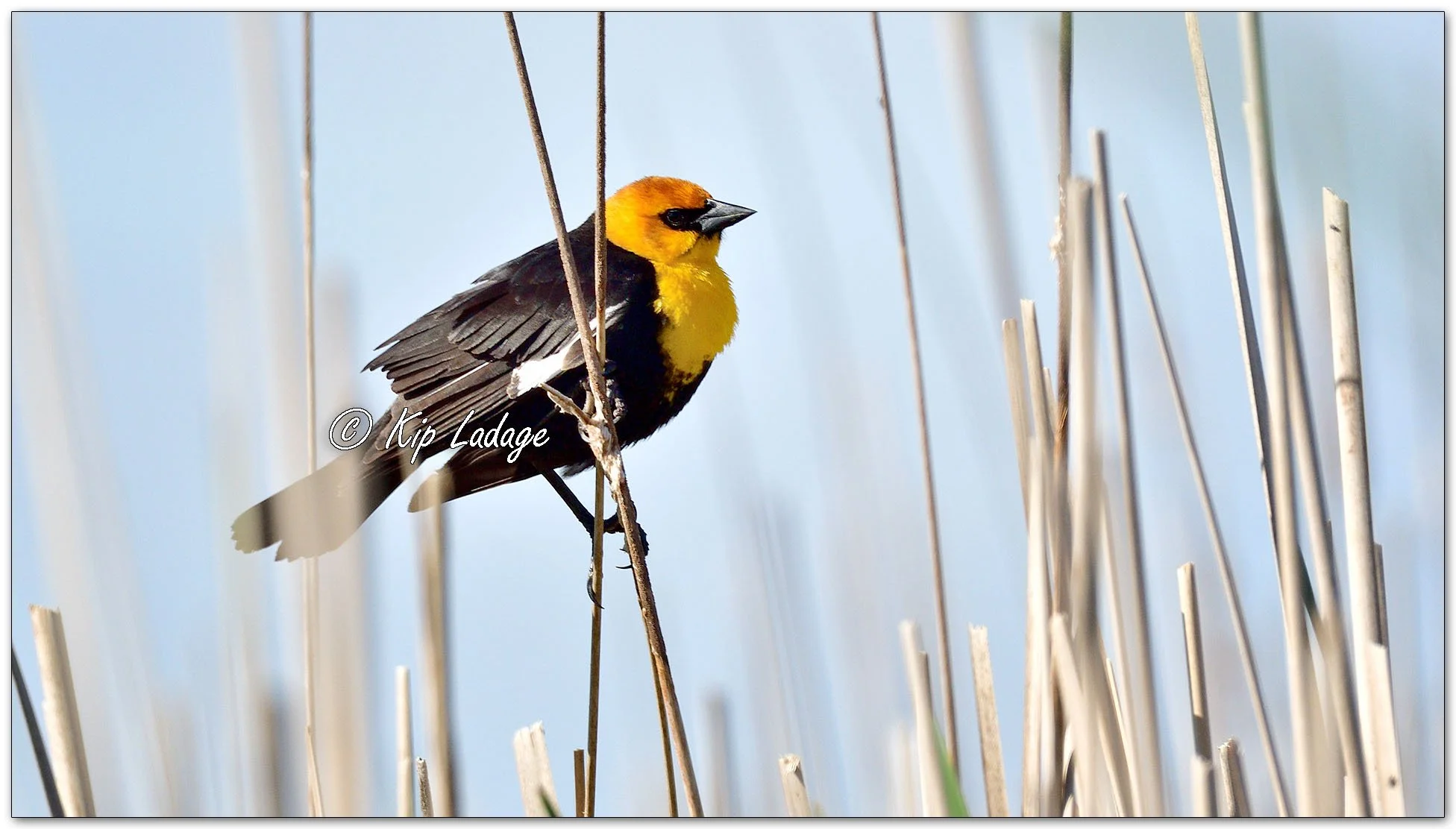 Yellow-headed Blackbird - Image 1093074