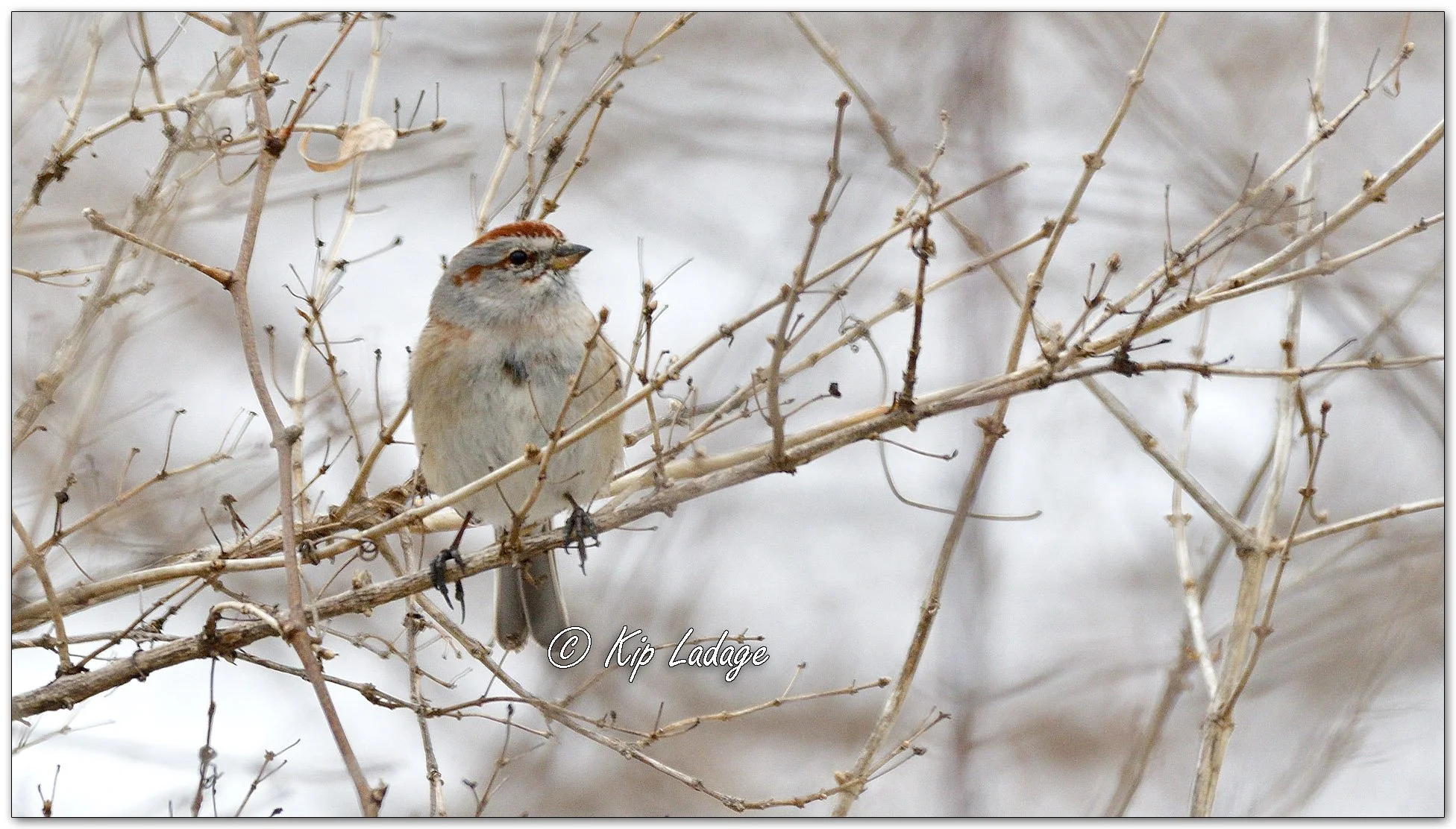 American Tree Sparrow - Image 1067195