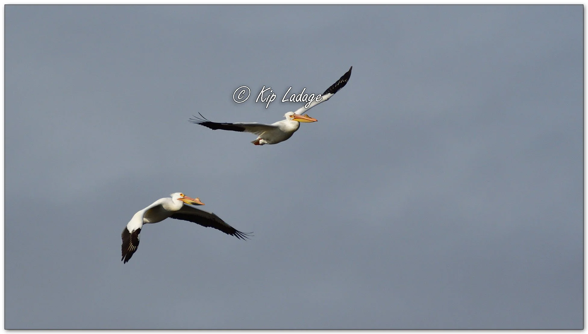 American White Pelican - Image 1082245