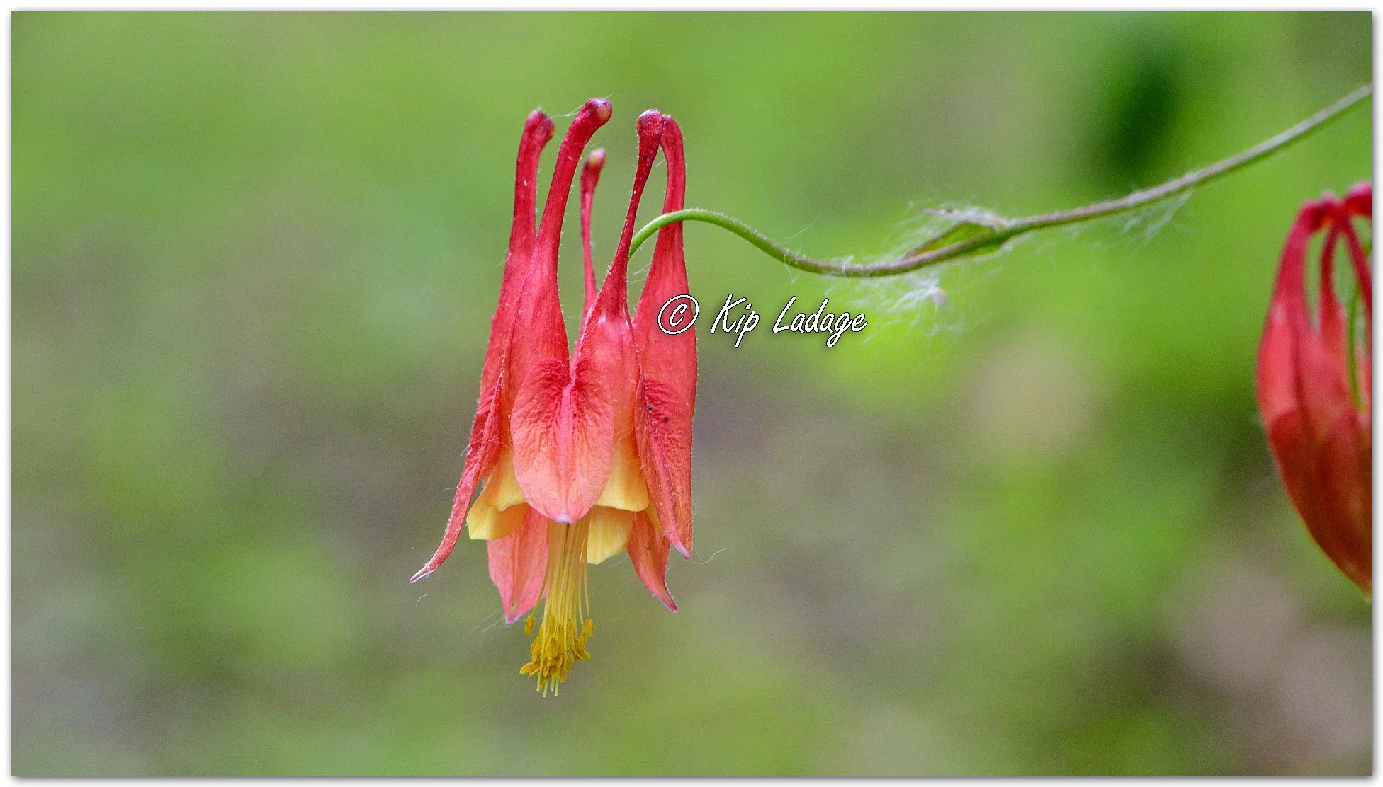 Wild Columbine - Image 1098315
