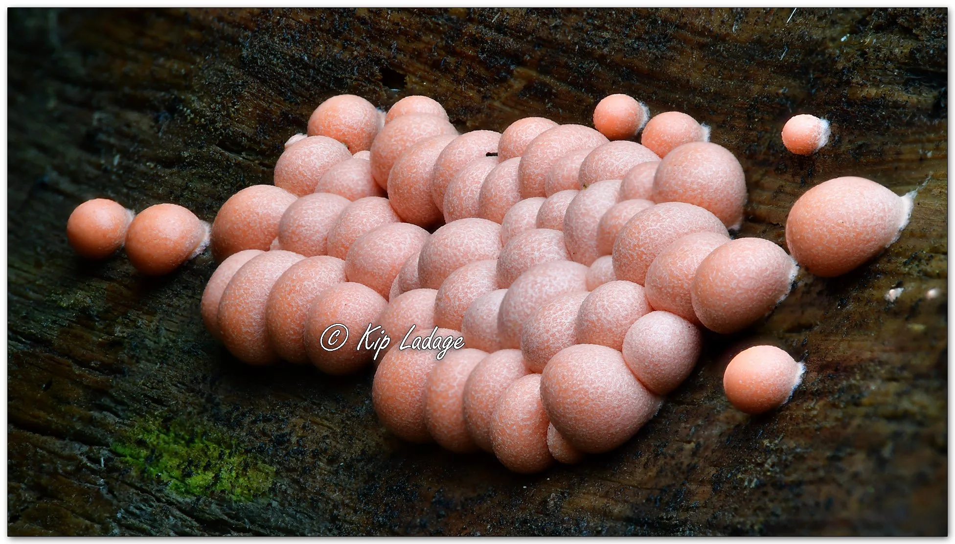 Wolf's Milk Slime Mold FS - Image 1154669