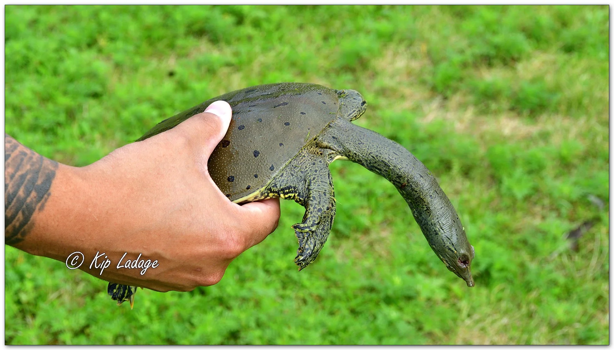 Dead Spiny Softshell Turtle - Image 1136277