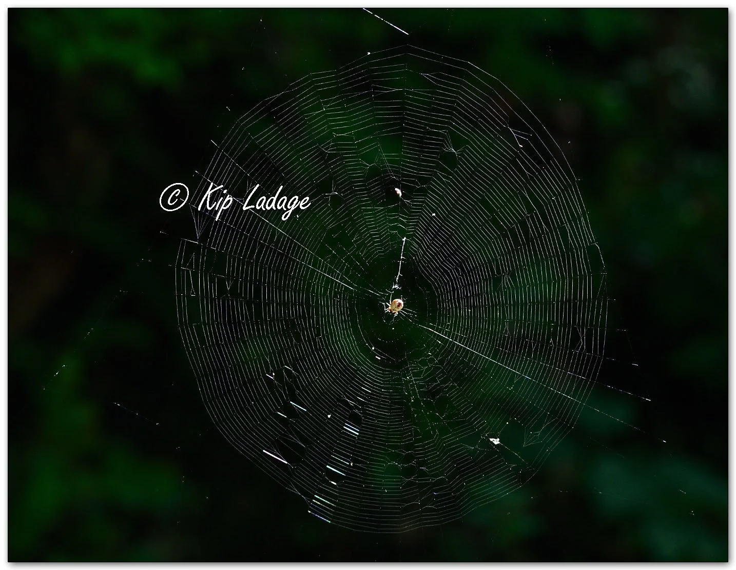 White Micrathena - Image 1143619
