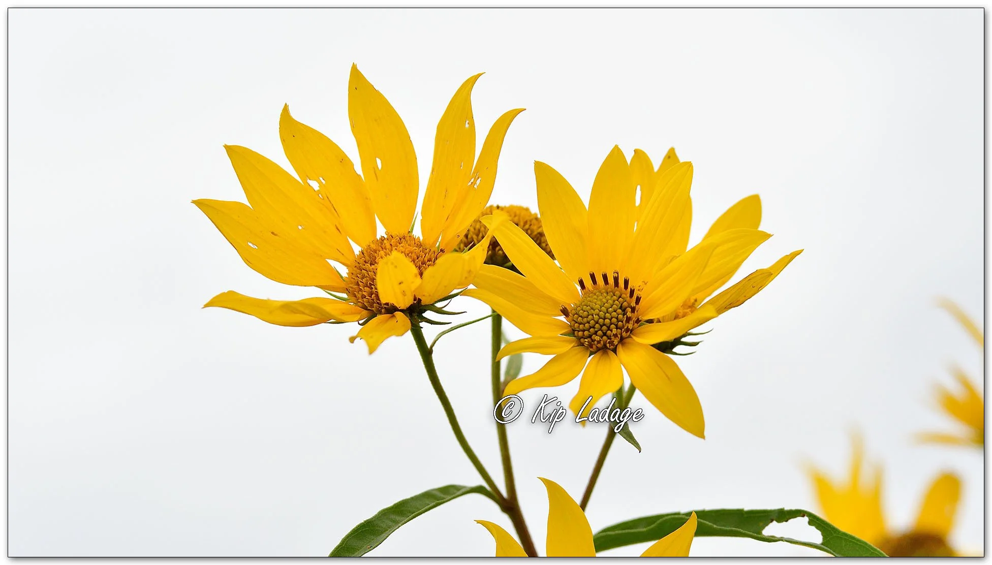 Sawtooth Sunflower - Image 1148339