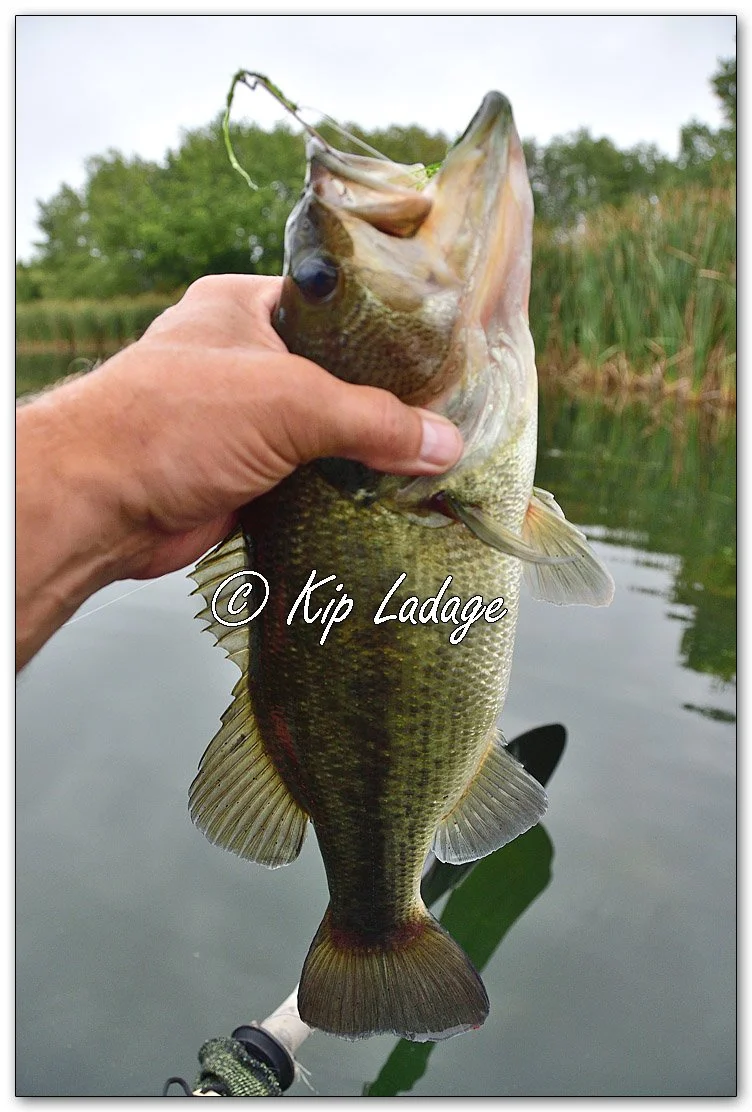Largemouth Bass - Image 1150315