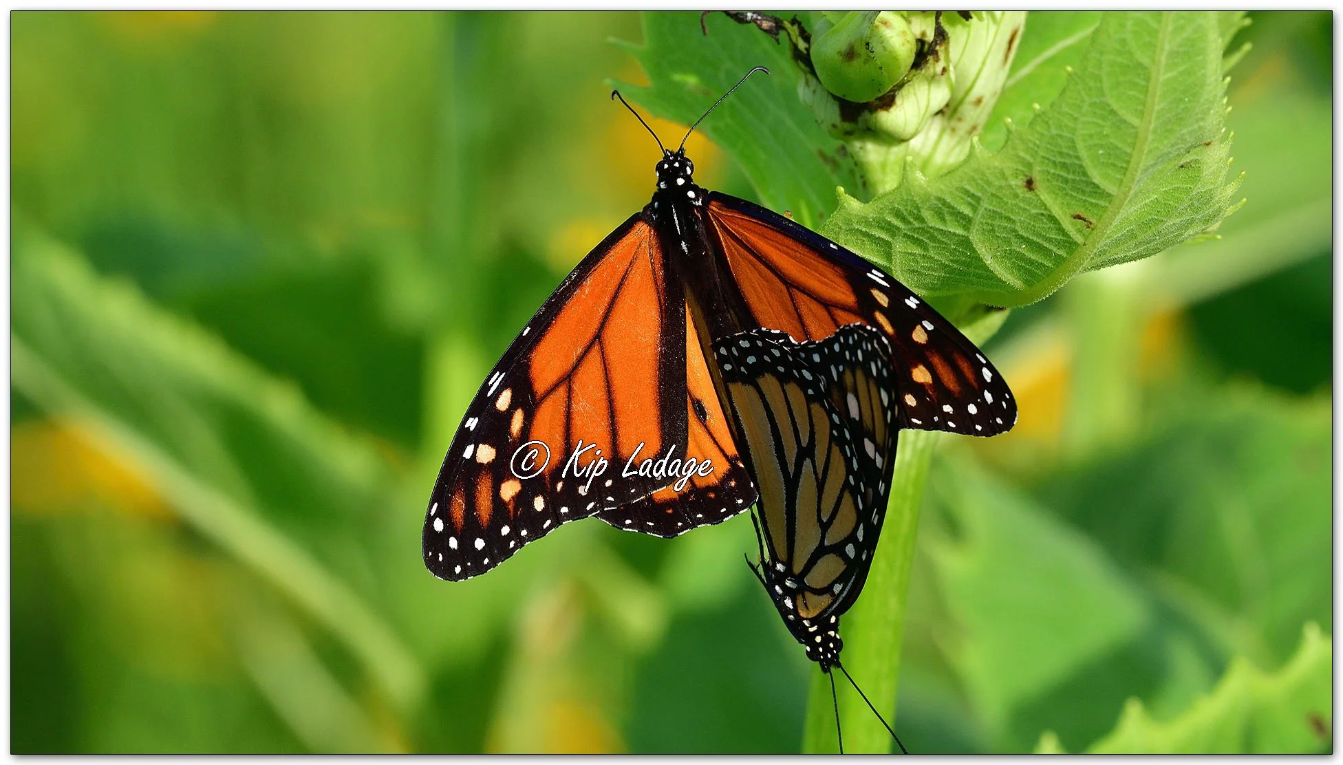 Mating Monarch Butterflies - image 1118199