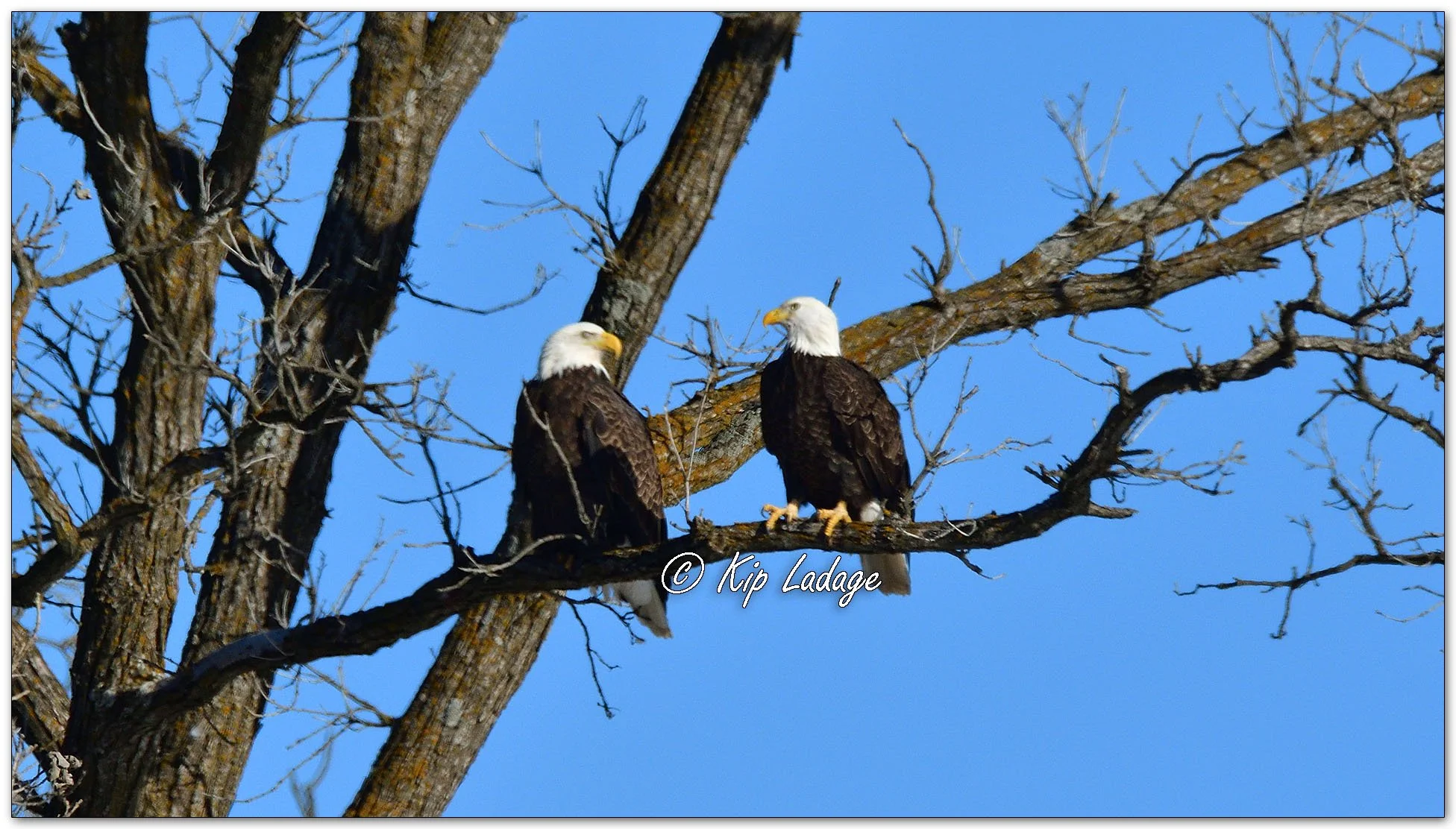 Two Bald Eagles in Tree - Image 1060739