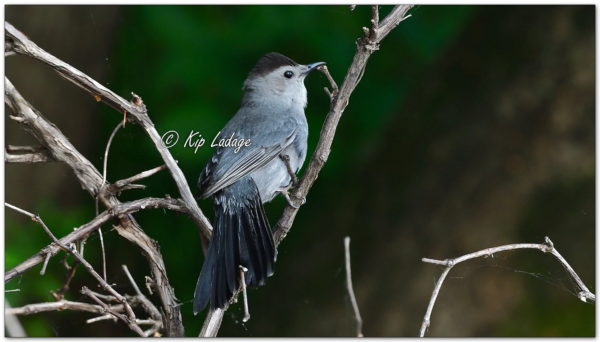 Gray Catbird - Image 1126758