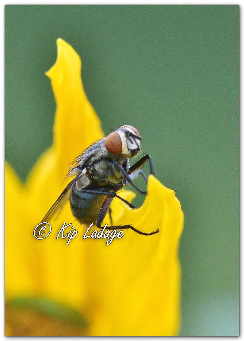 Flesh Fly on False Sunflower - Image 1152221