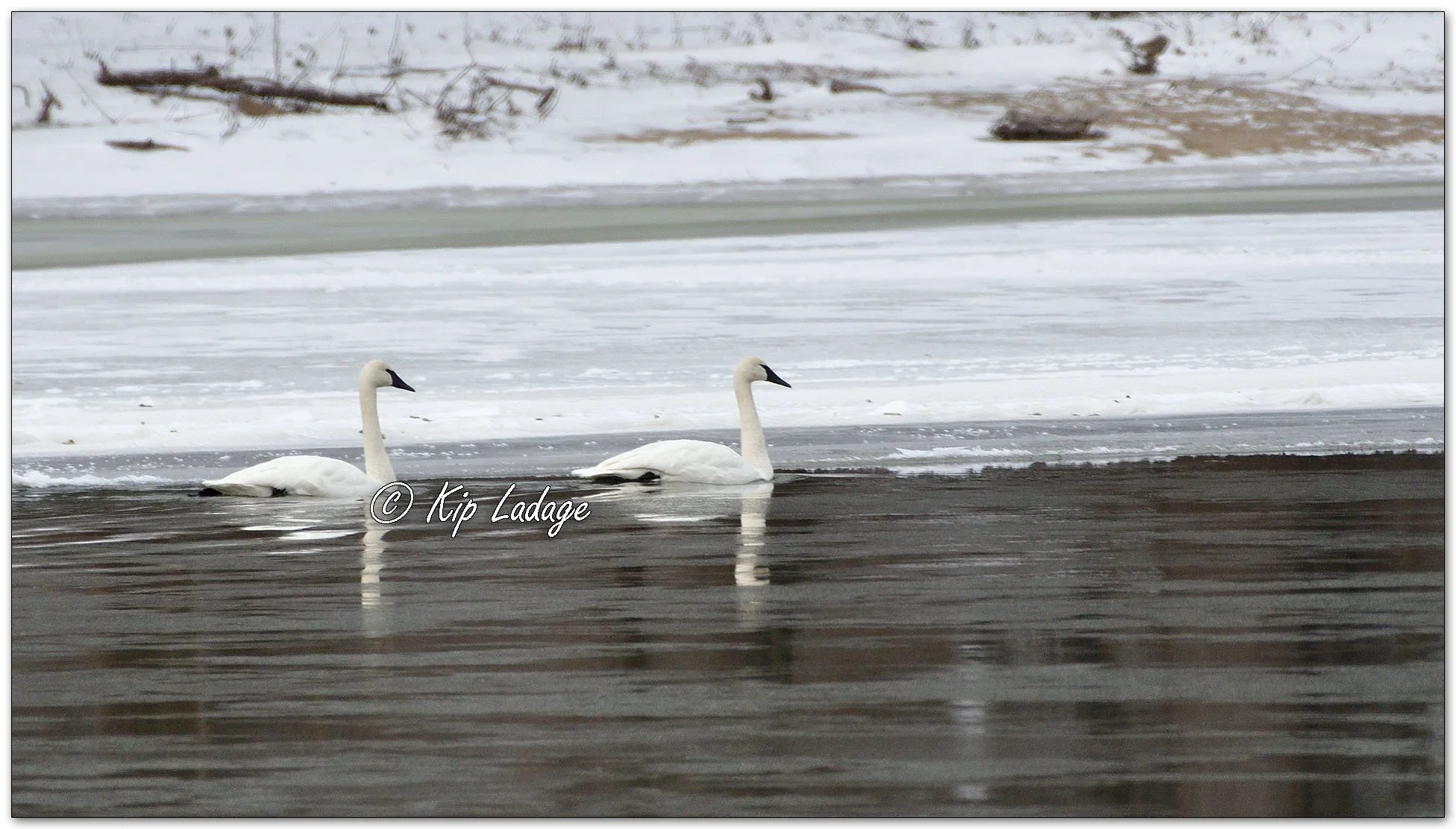 Trumpeter Swan on Cedar River - Image 1053627