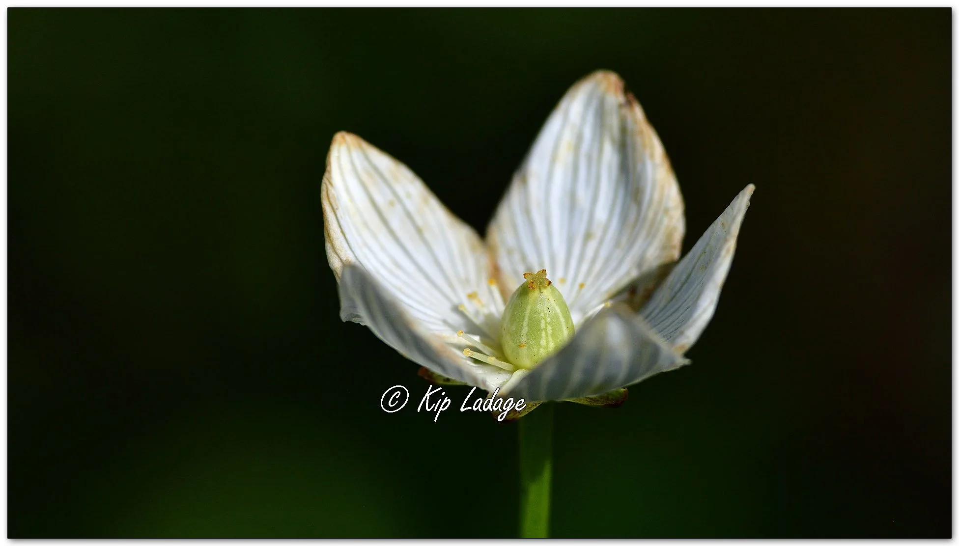 Grass of Parnassus - Image 1145381 (past its prime)