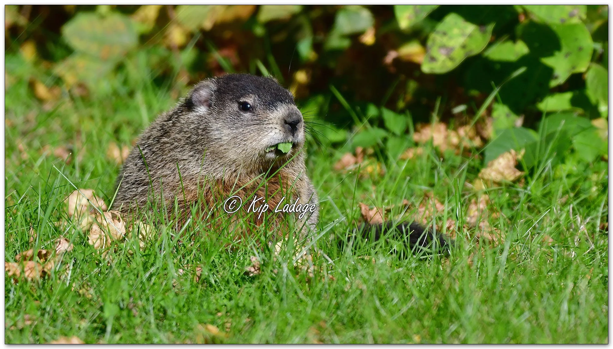 Woodchuck - Image 1161017