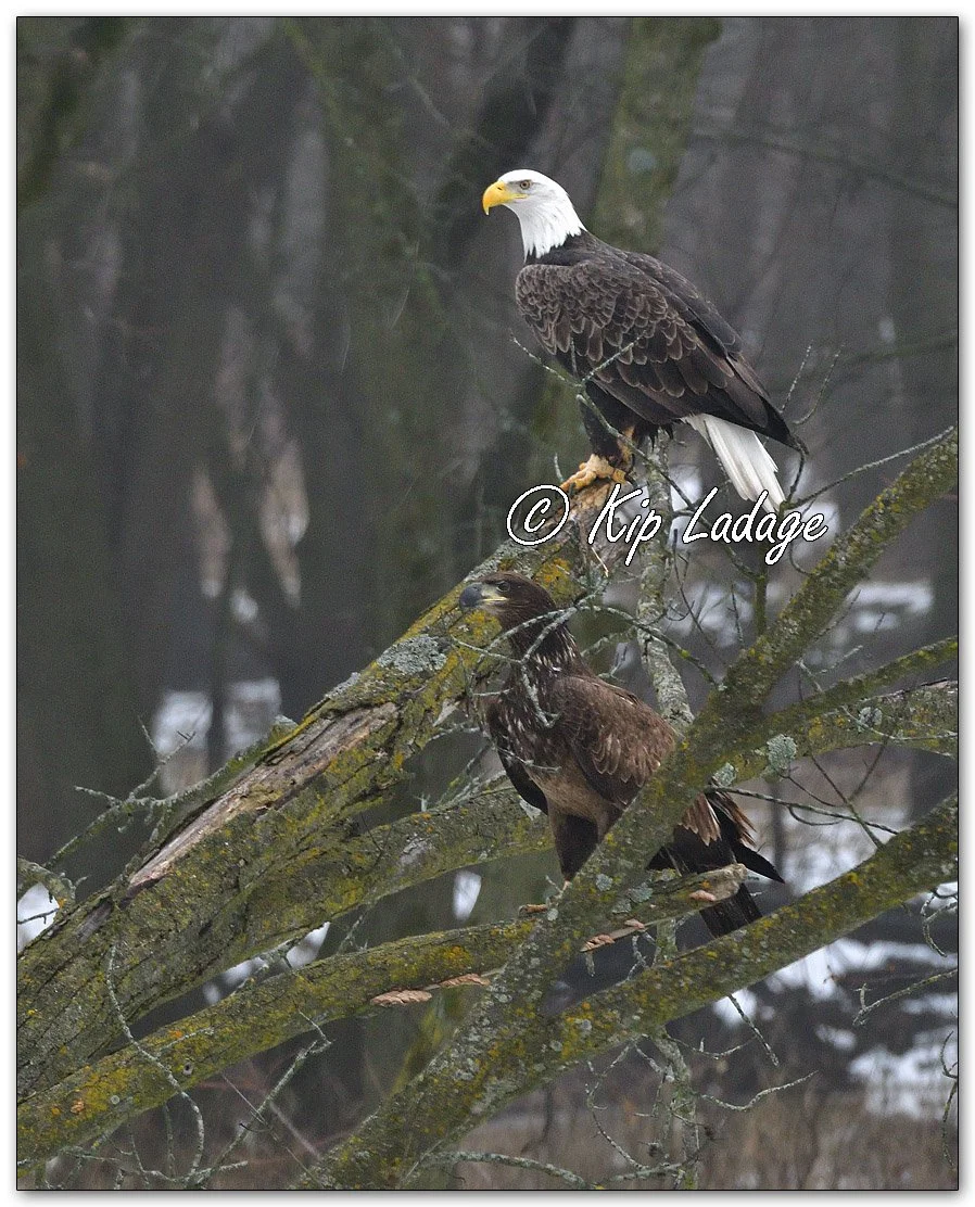 Adult and Young Bald Eagle - Image 1052784