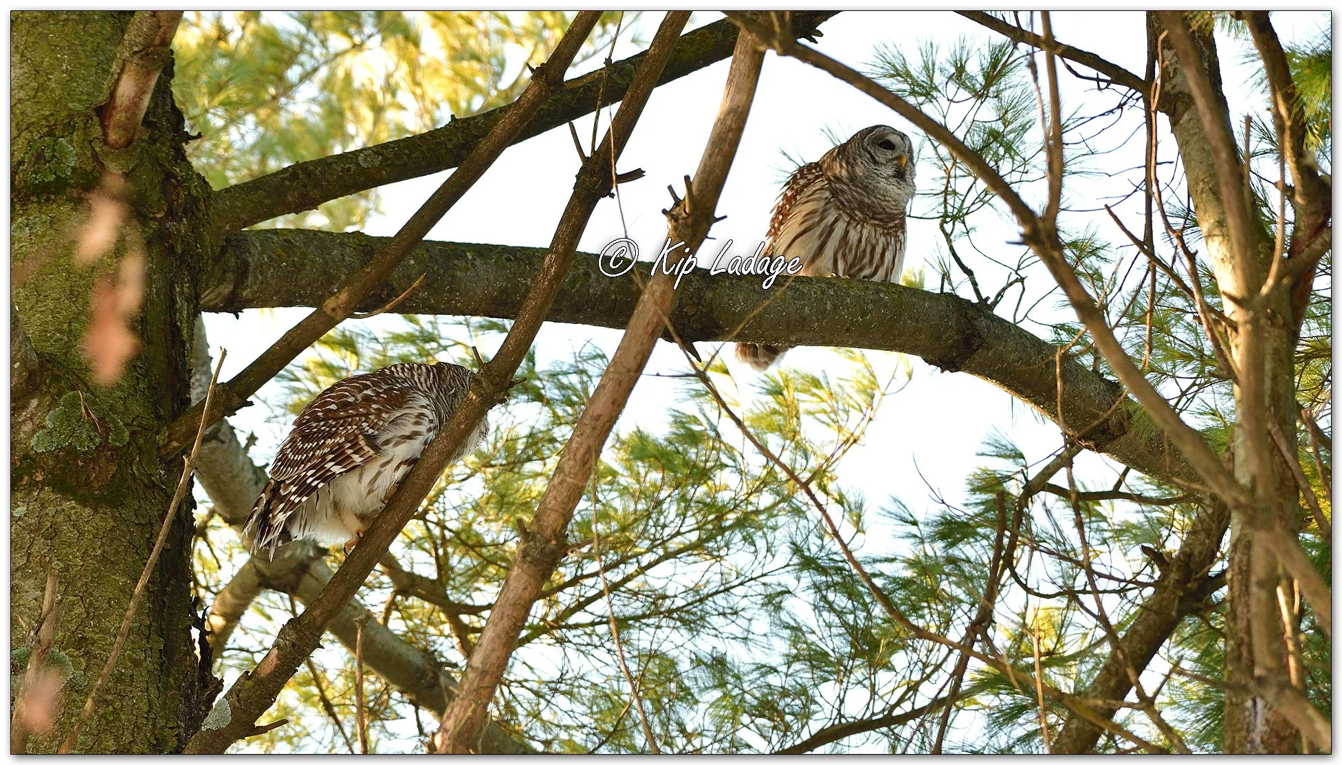 Two Barred Owls - Image 1050458