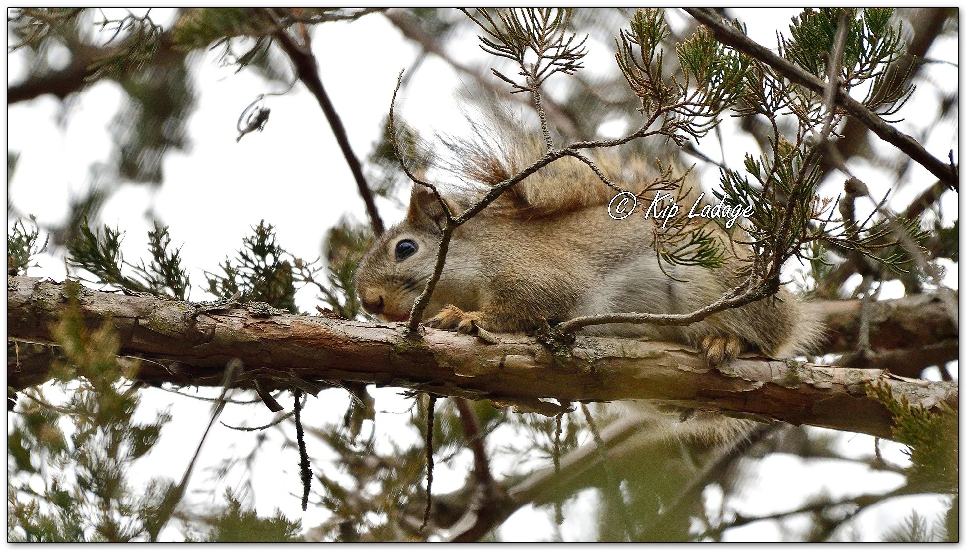 Red Squirrel - Image 1076944