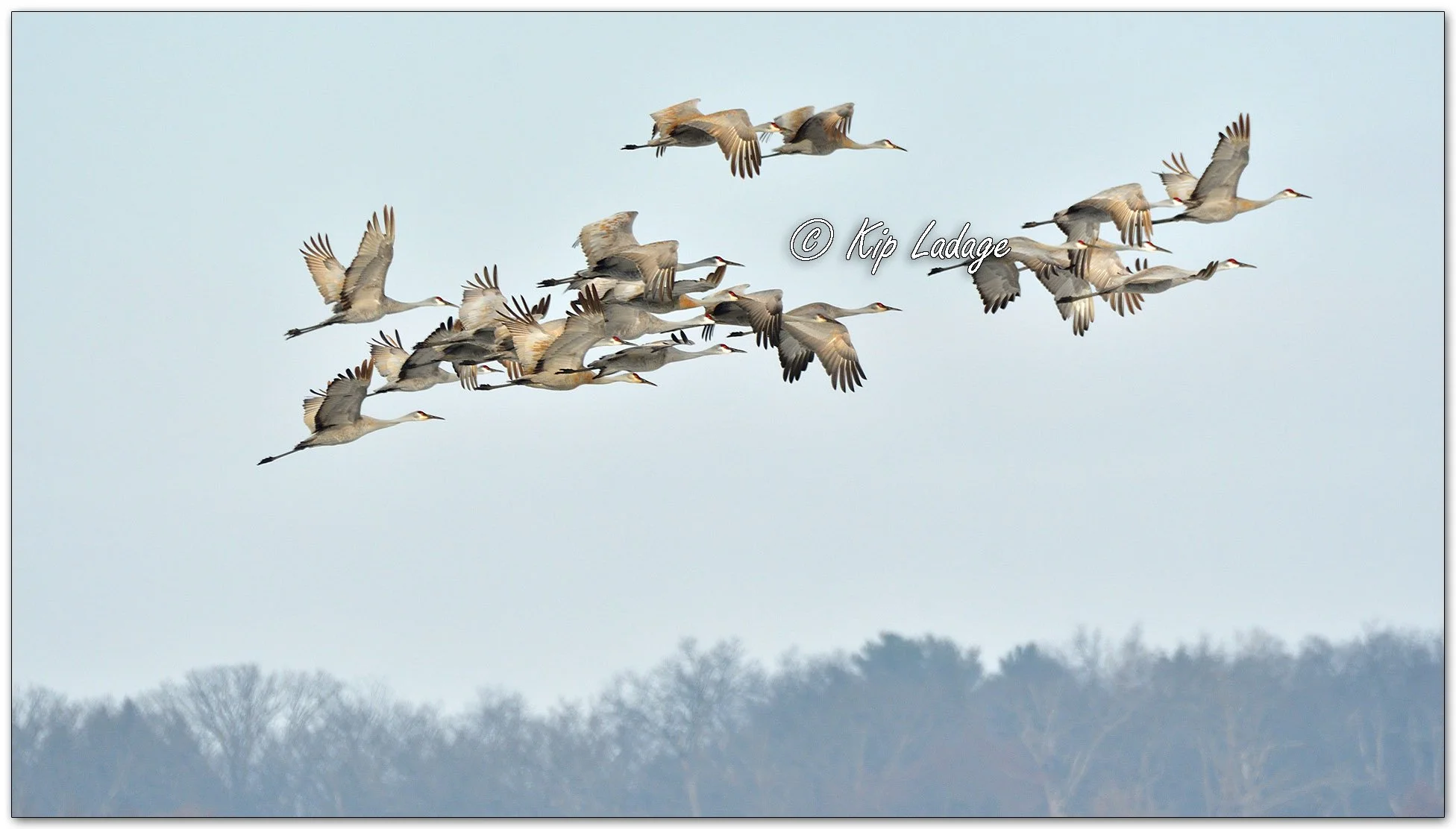 Sandhill Cranes - Image 1067531