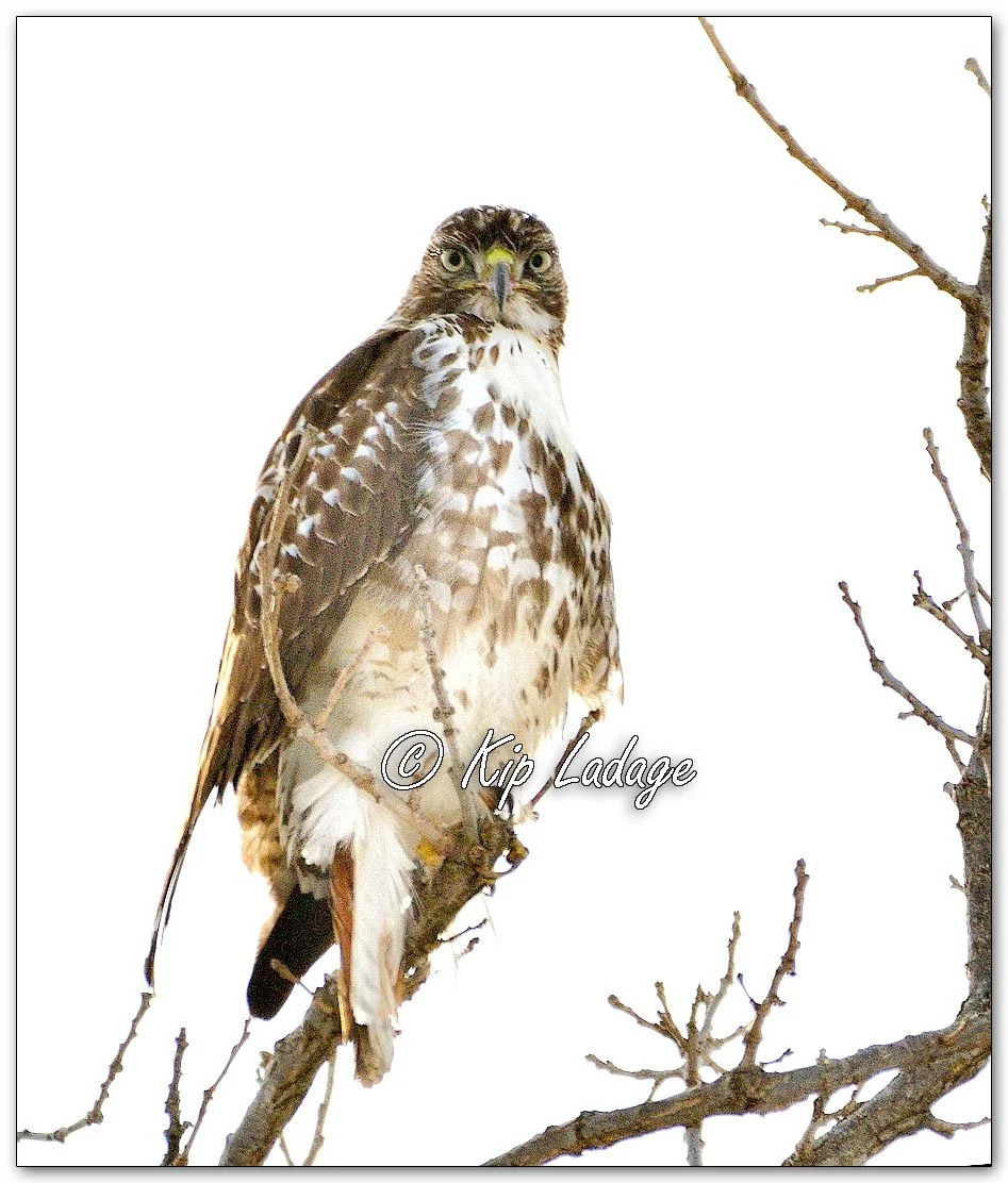 Red-tailed Hawk - Image 1059364