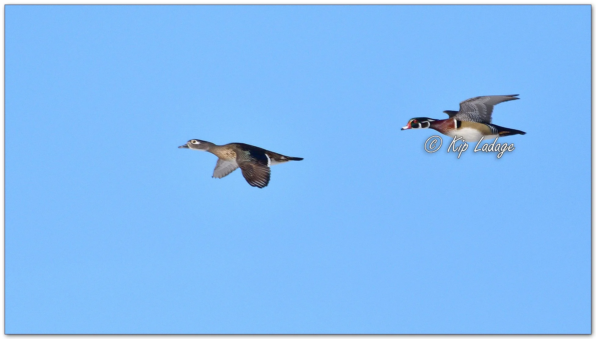 Wood Ducks - Image 1074792
