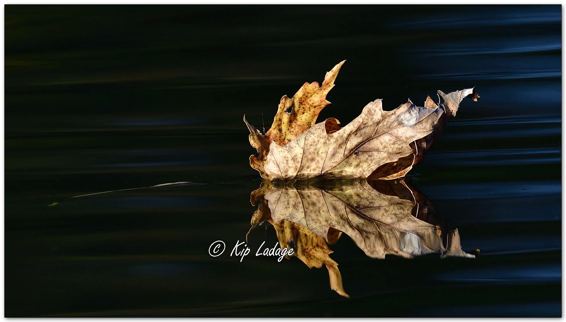 Autumn Leaf on River - Image 1165664