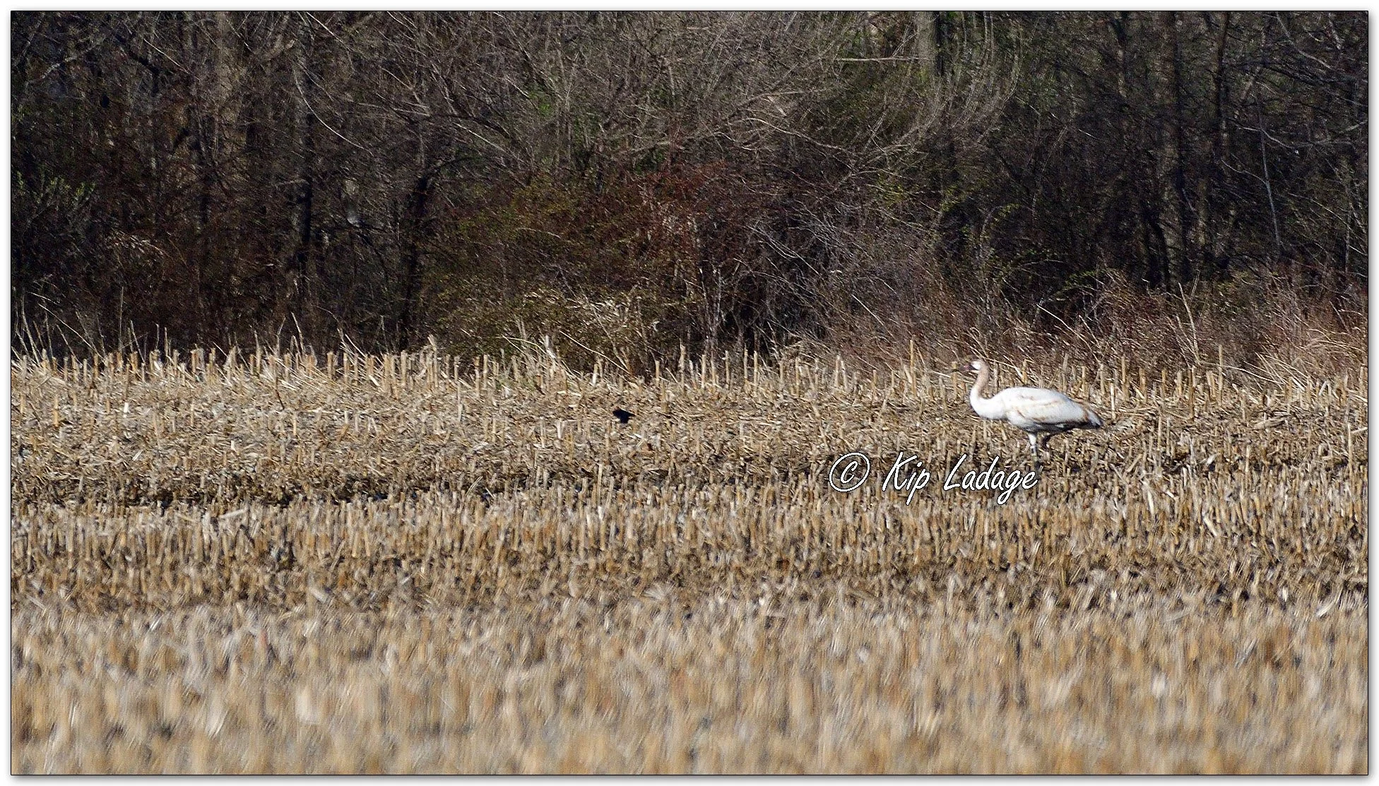 Whooping Crane - Image 1084630
