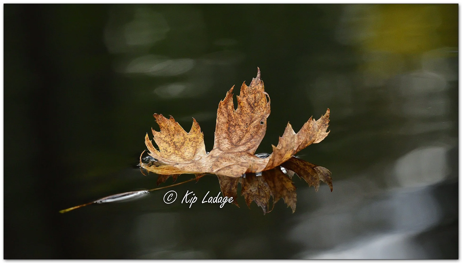 Autumn Maple Leaf on Water - Image 1167751