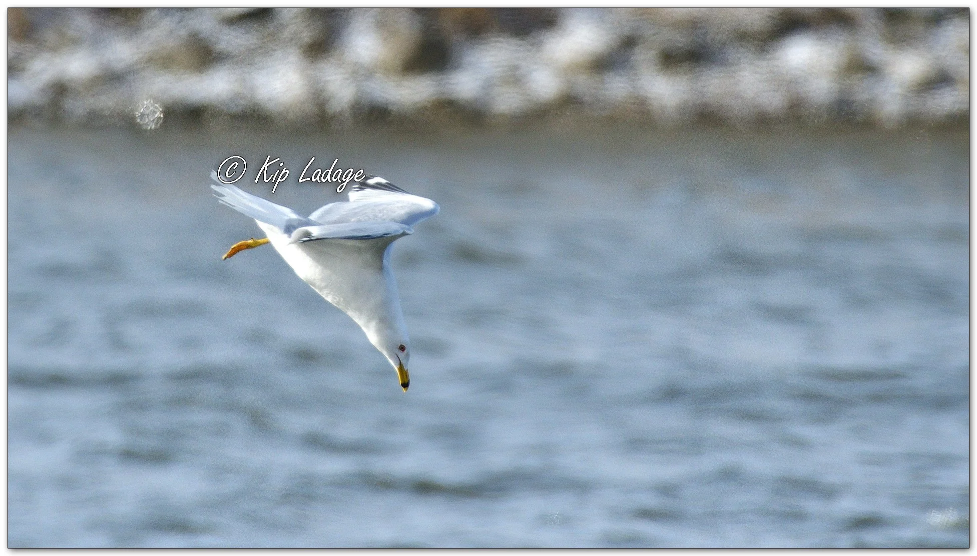 Ring-billed Gull - Image 1073742