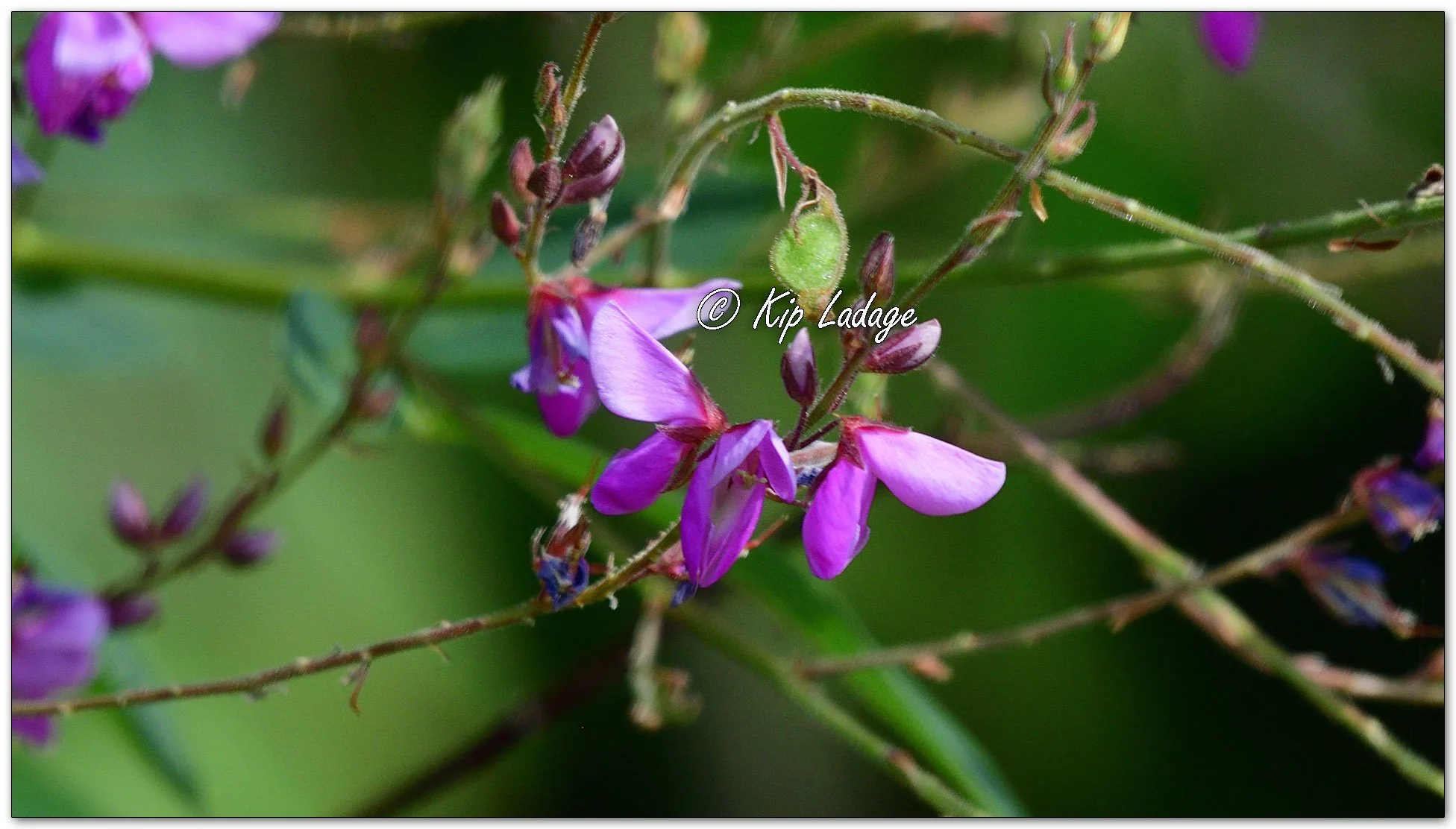 Showy Tick Trefoil - Image 1129070