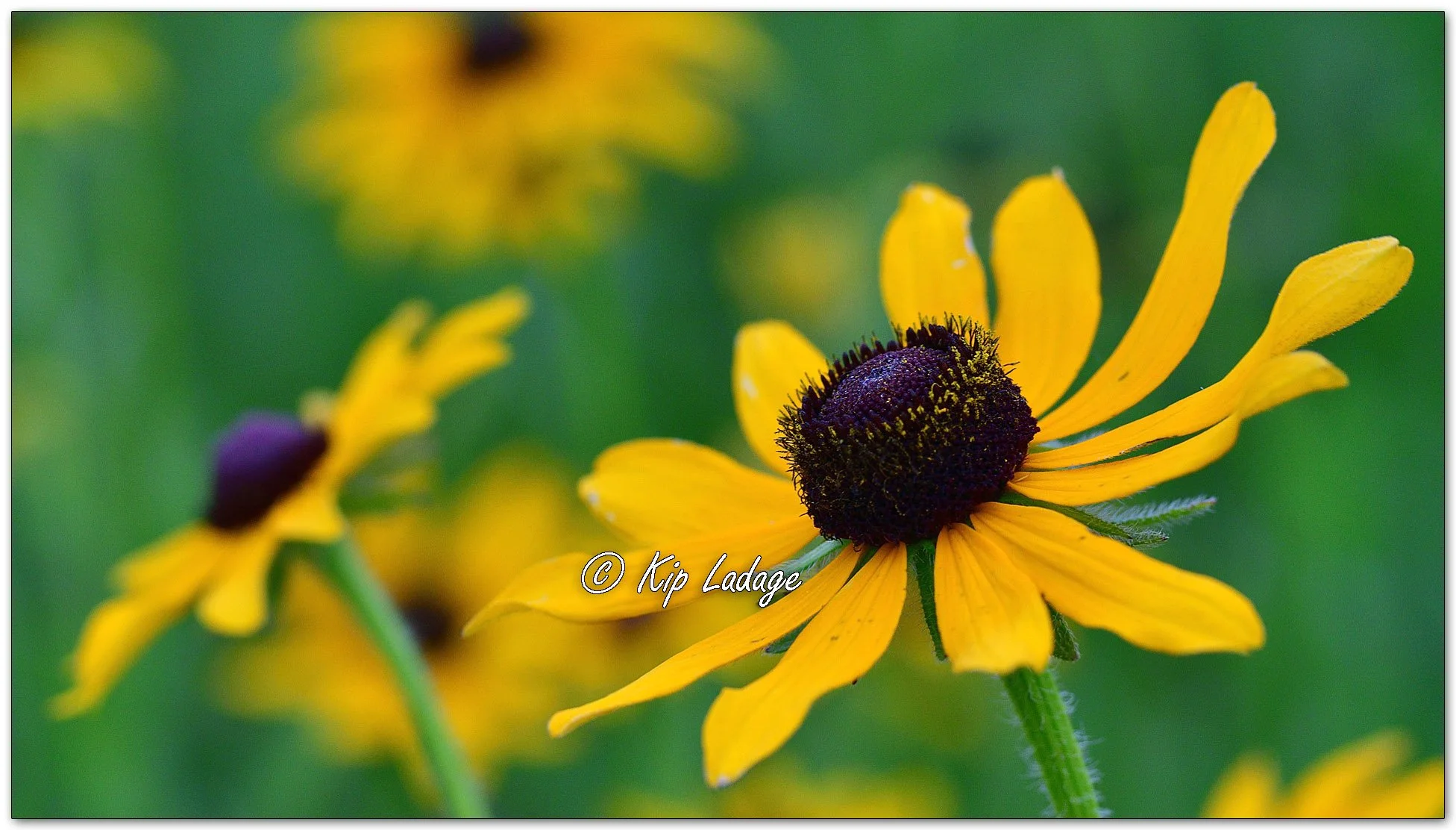 Black-eyed Susans - Image 1117777