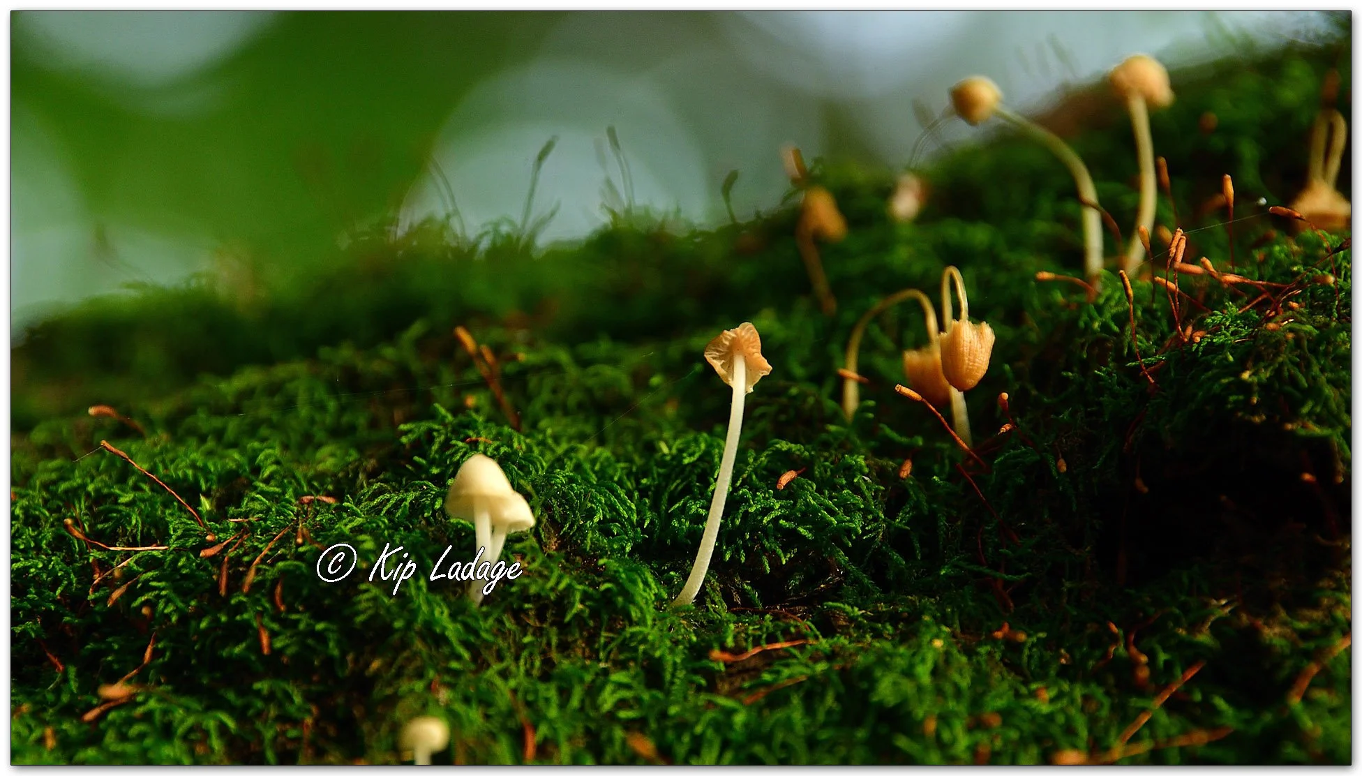 Orange Bonnet Mushrooms - Image 1137169