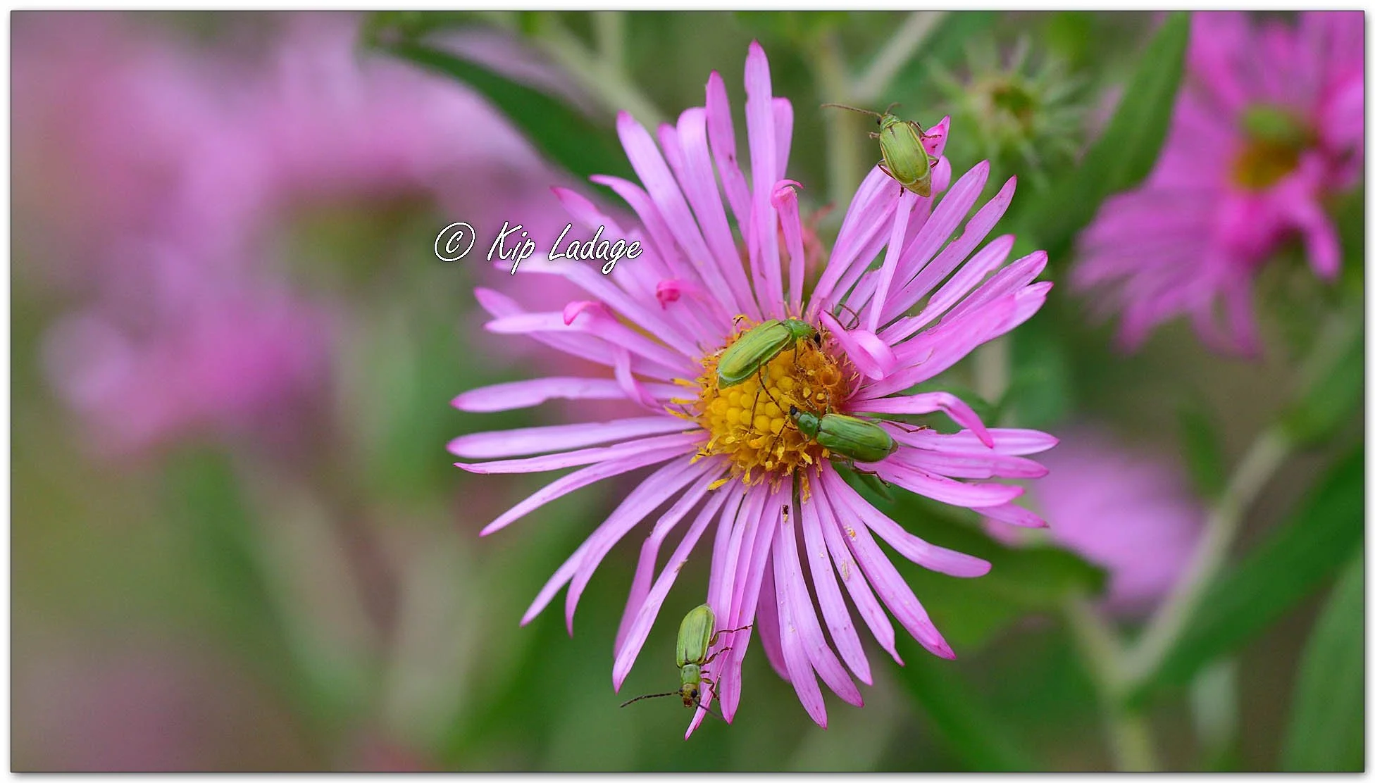 New England Aster - Image 1151700