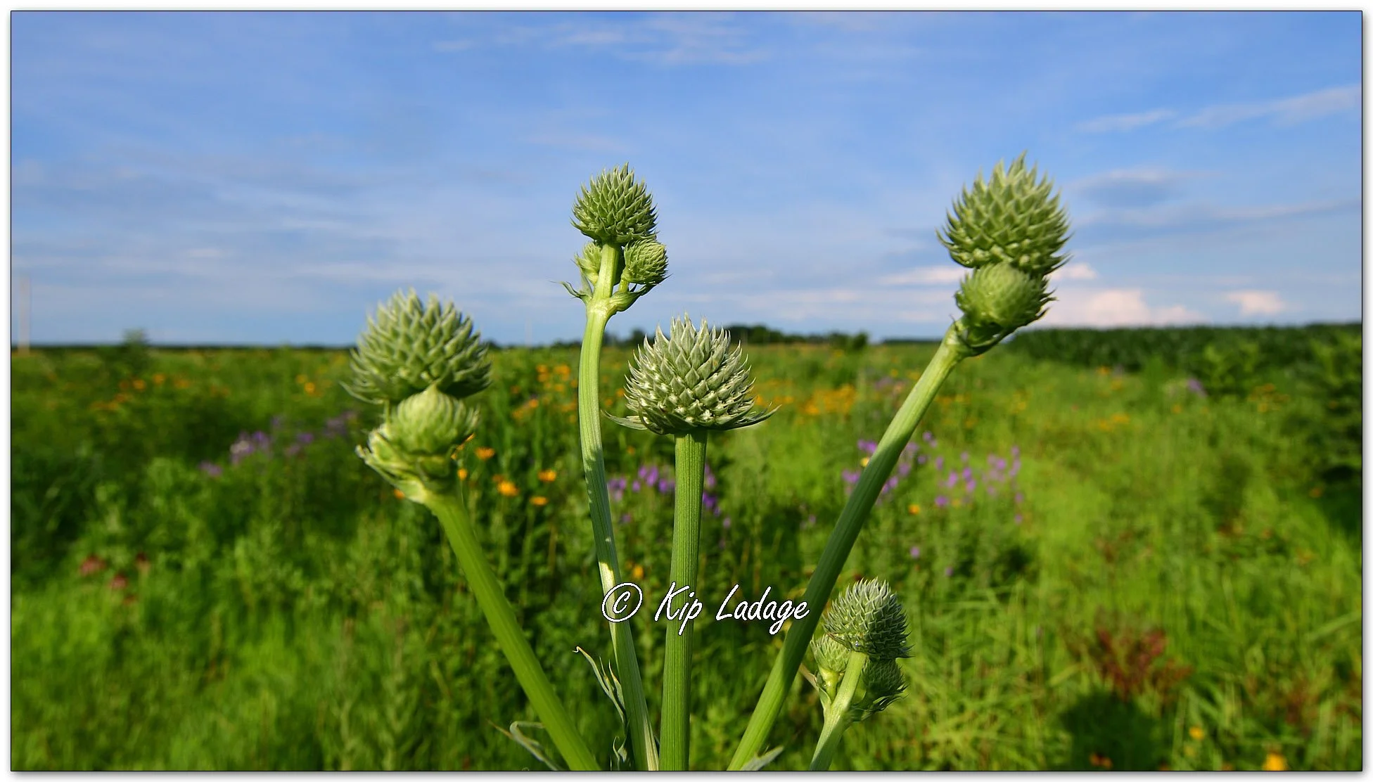 Rattlesnake Master - Image 118271
