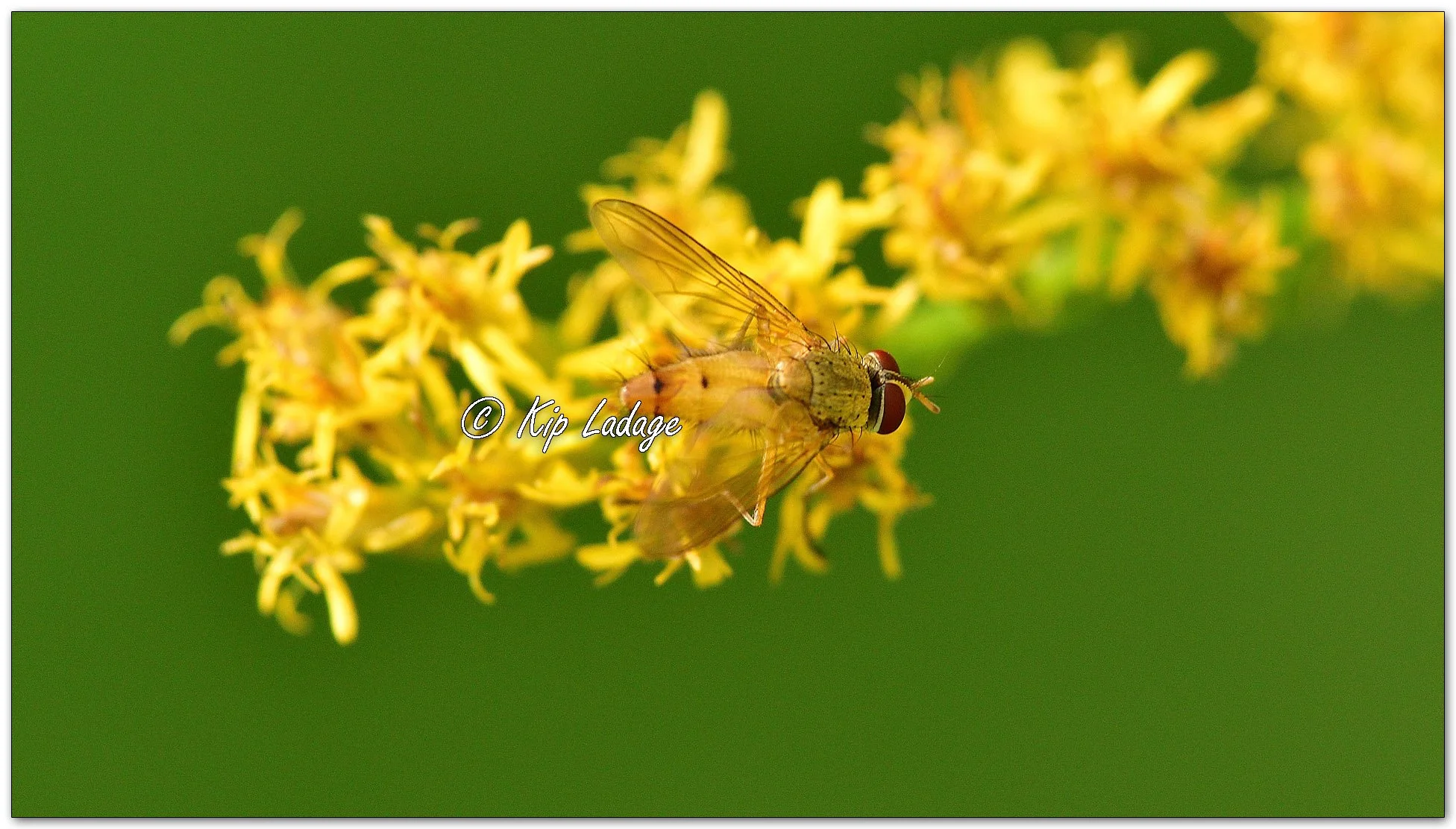 Hoverfly on Goldenrod - Image 1139622
